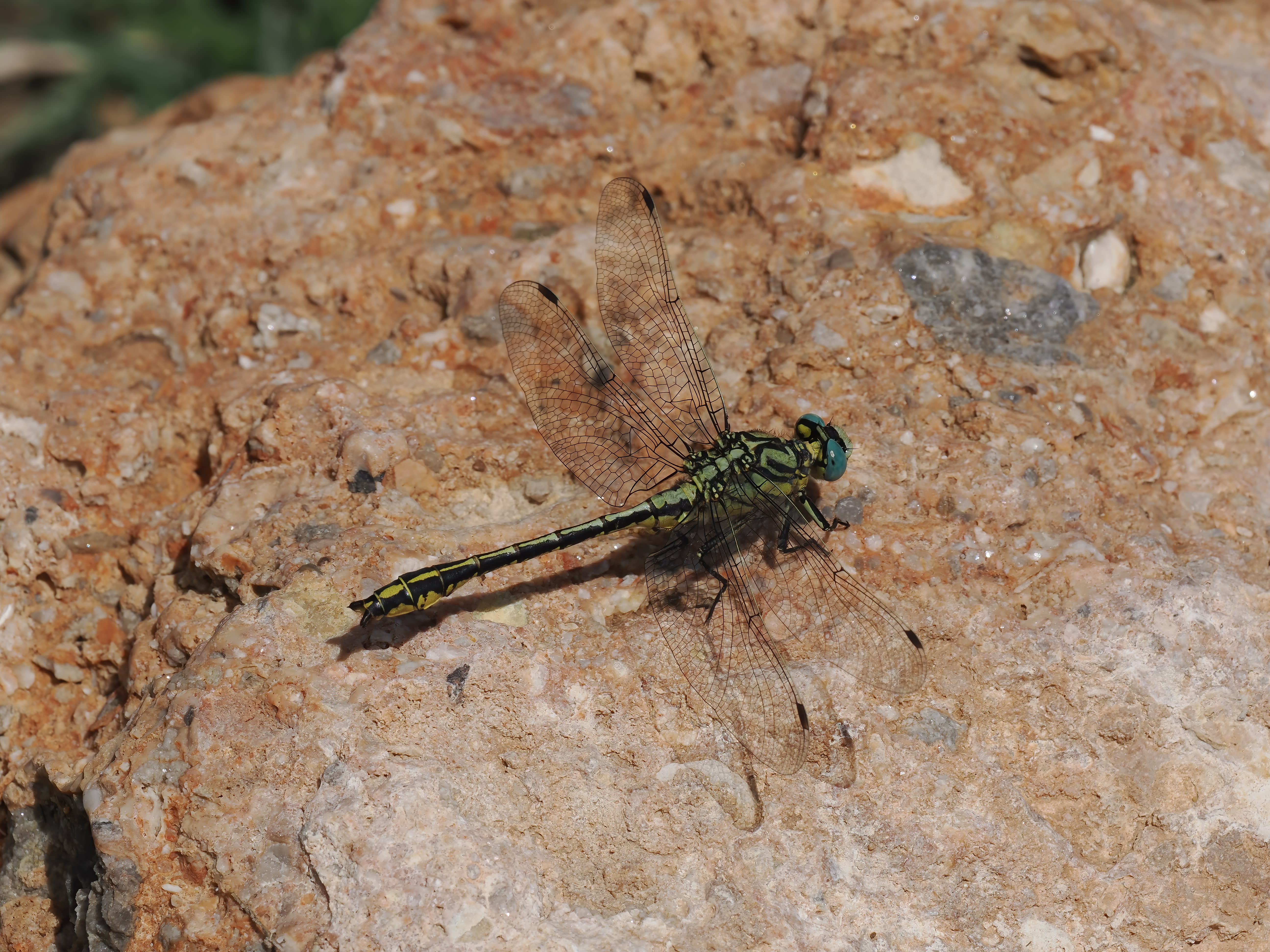 Image from Gomphus simillimus album