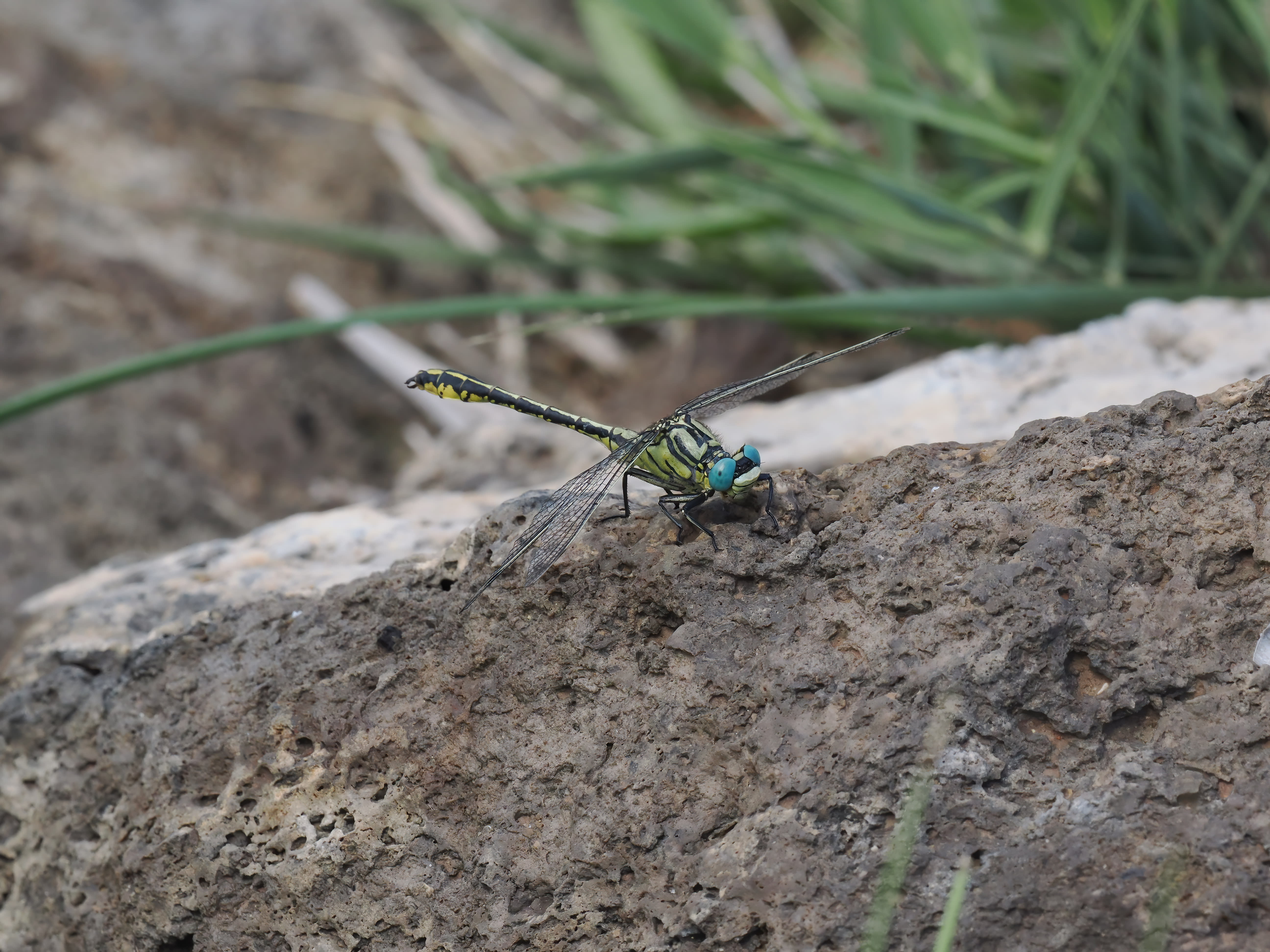 Image from Gomphus simillimus album