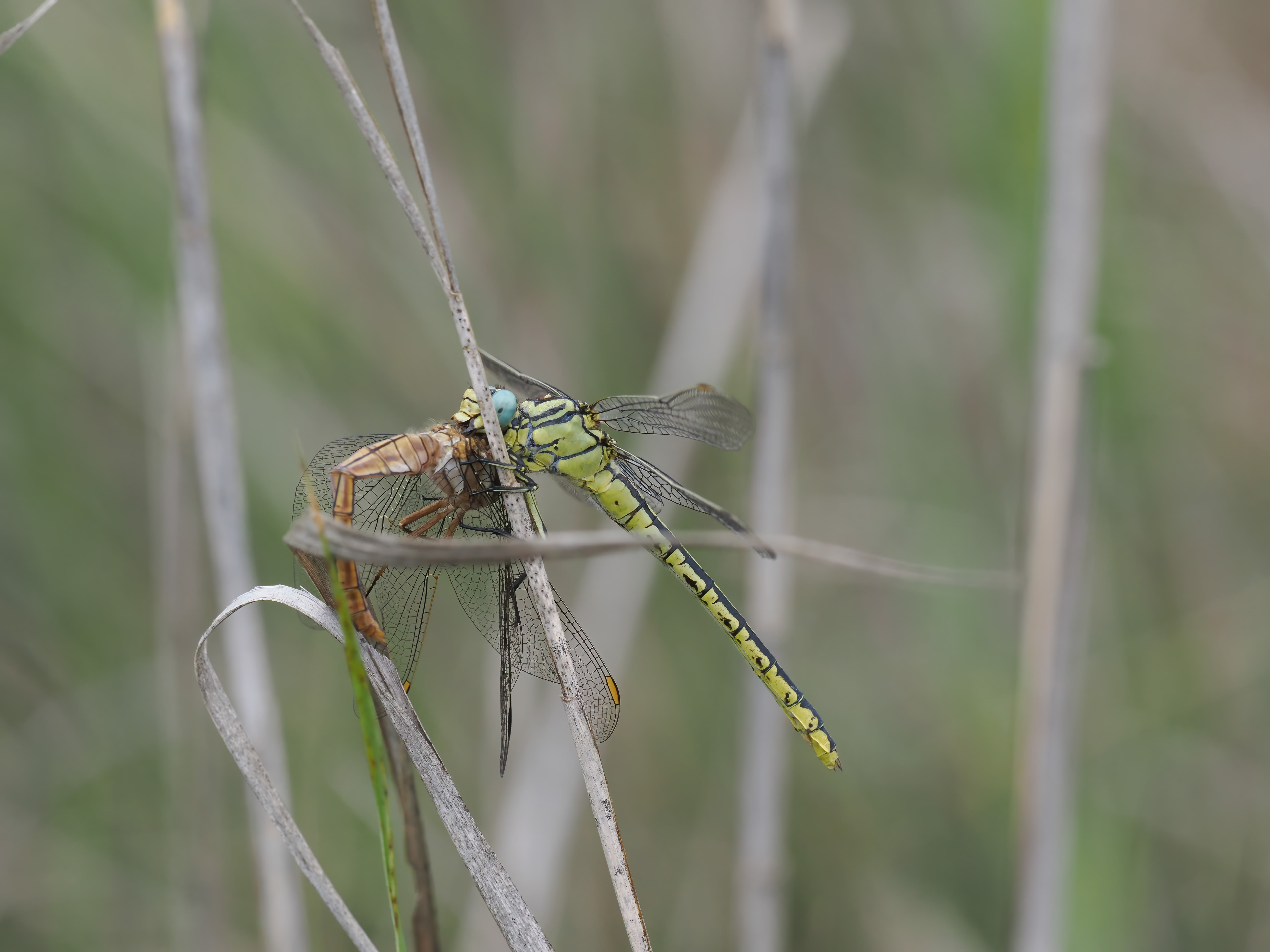 Image from Gomphus simillimus album