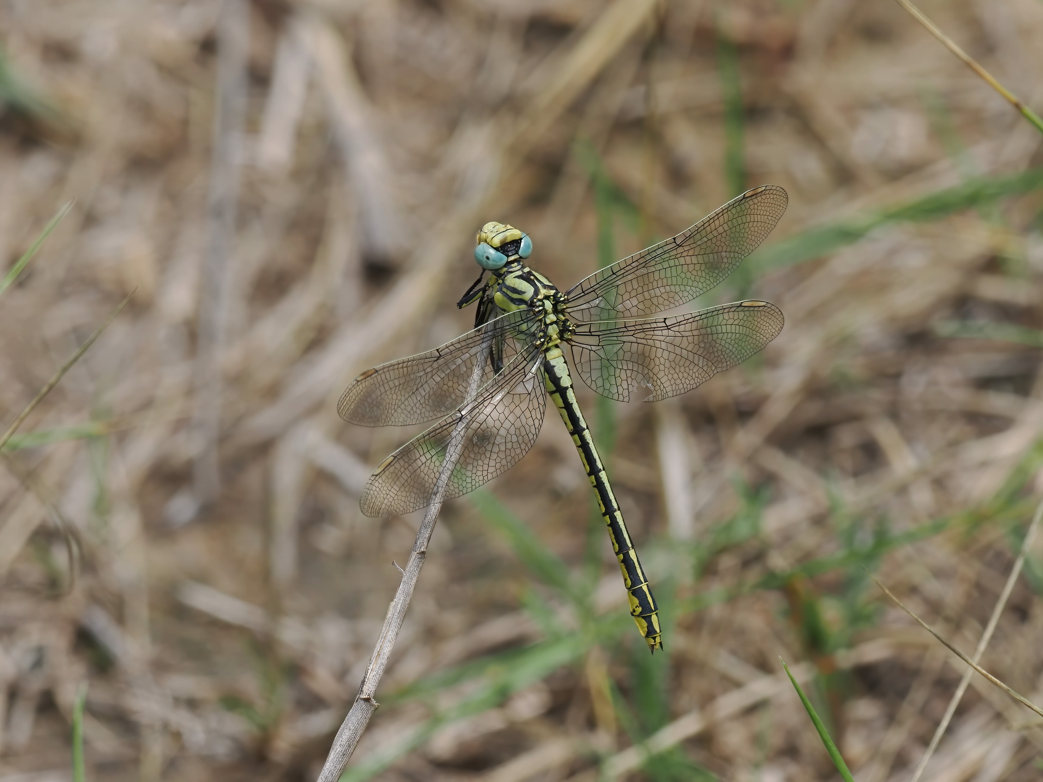 Image from Gomphus simillimus album