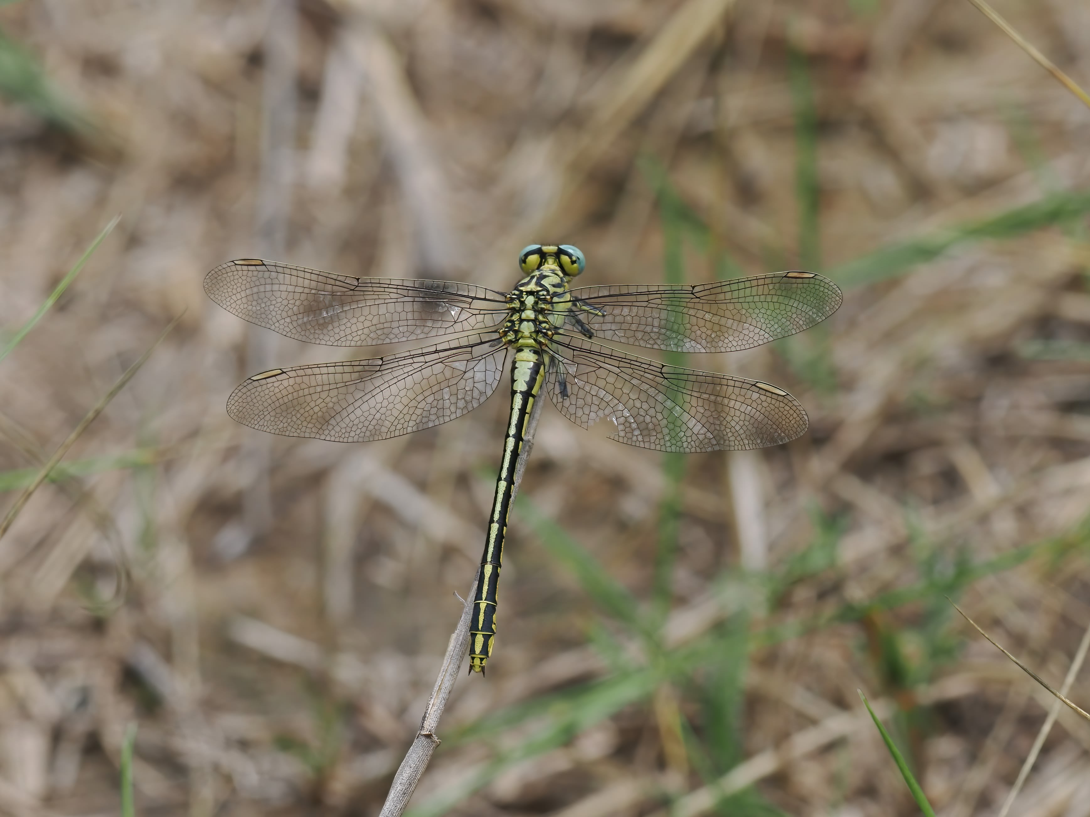 Image from Gomphus simillimus album