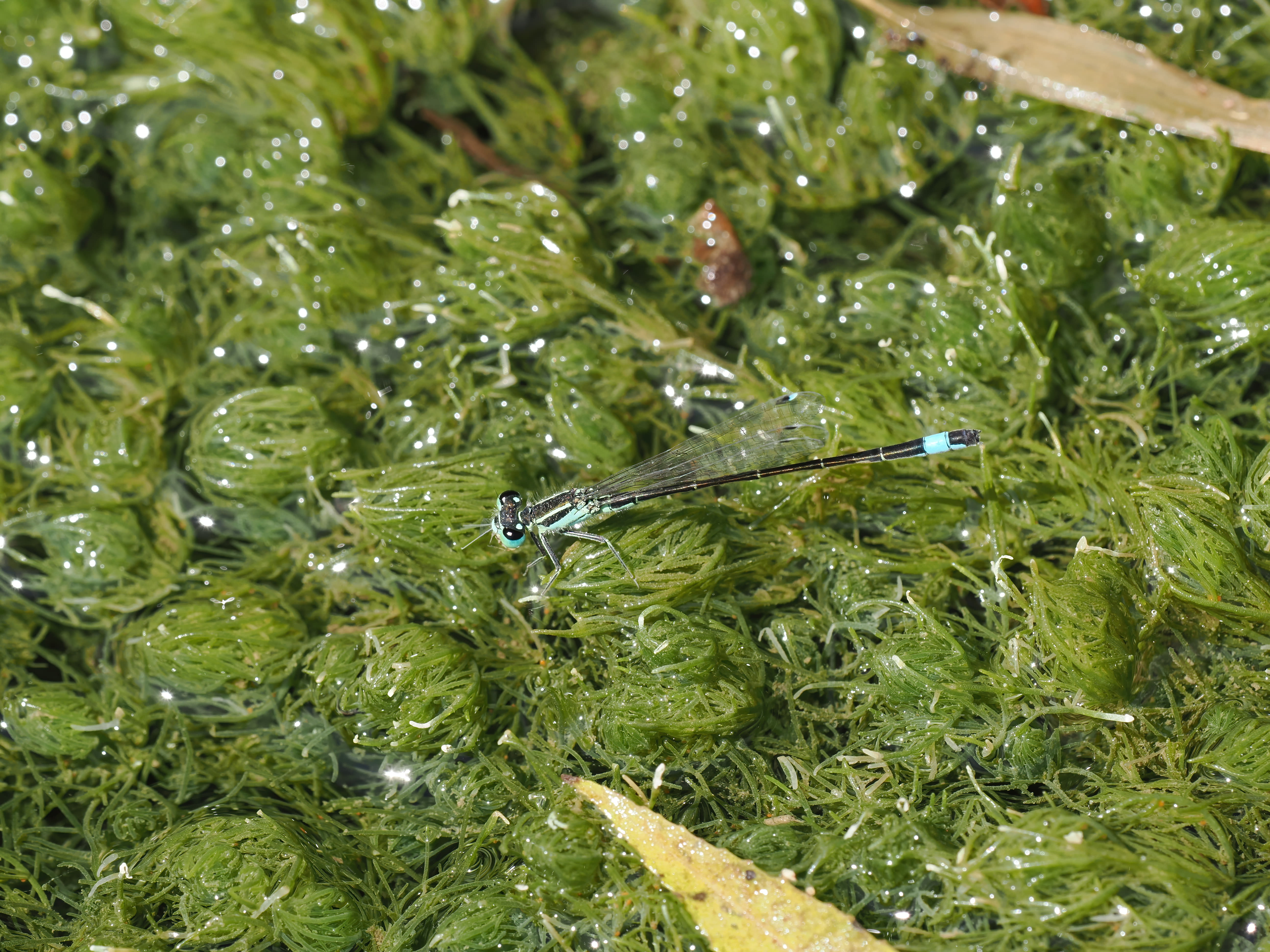 Image from Ischnura elegans album