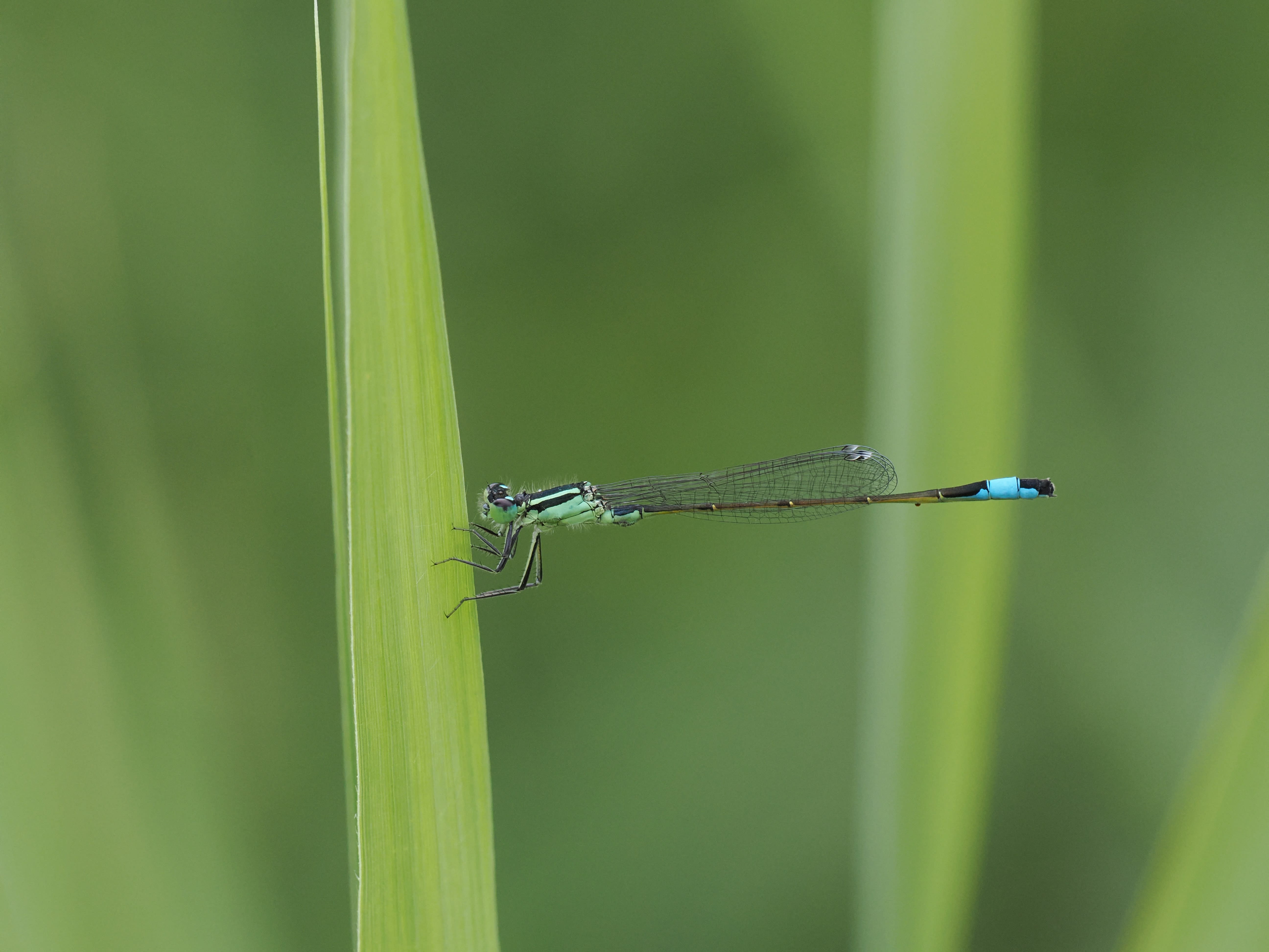 Ischnura elegans — Blue-tailed damselfly. Bärsta, Södermanland, Sweden. 2026.