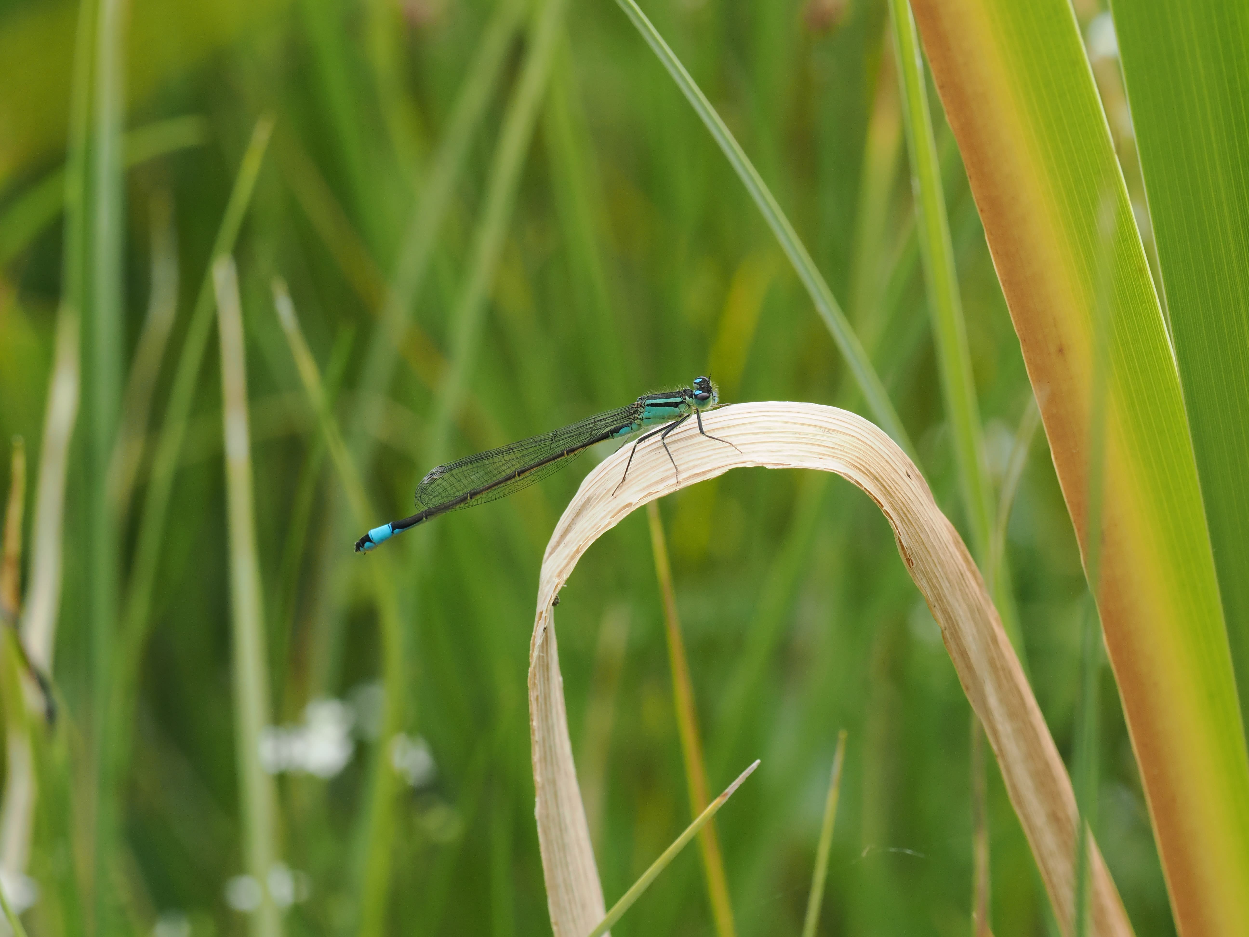 Ischnura elegans — Common bluetail, Bärsta, Södermanland, Sweden. 2026.