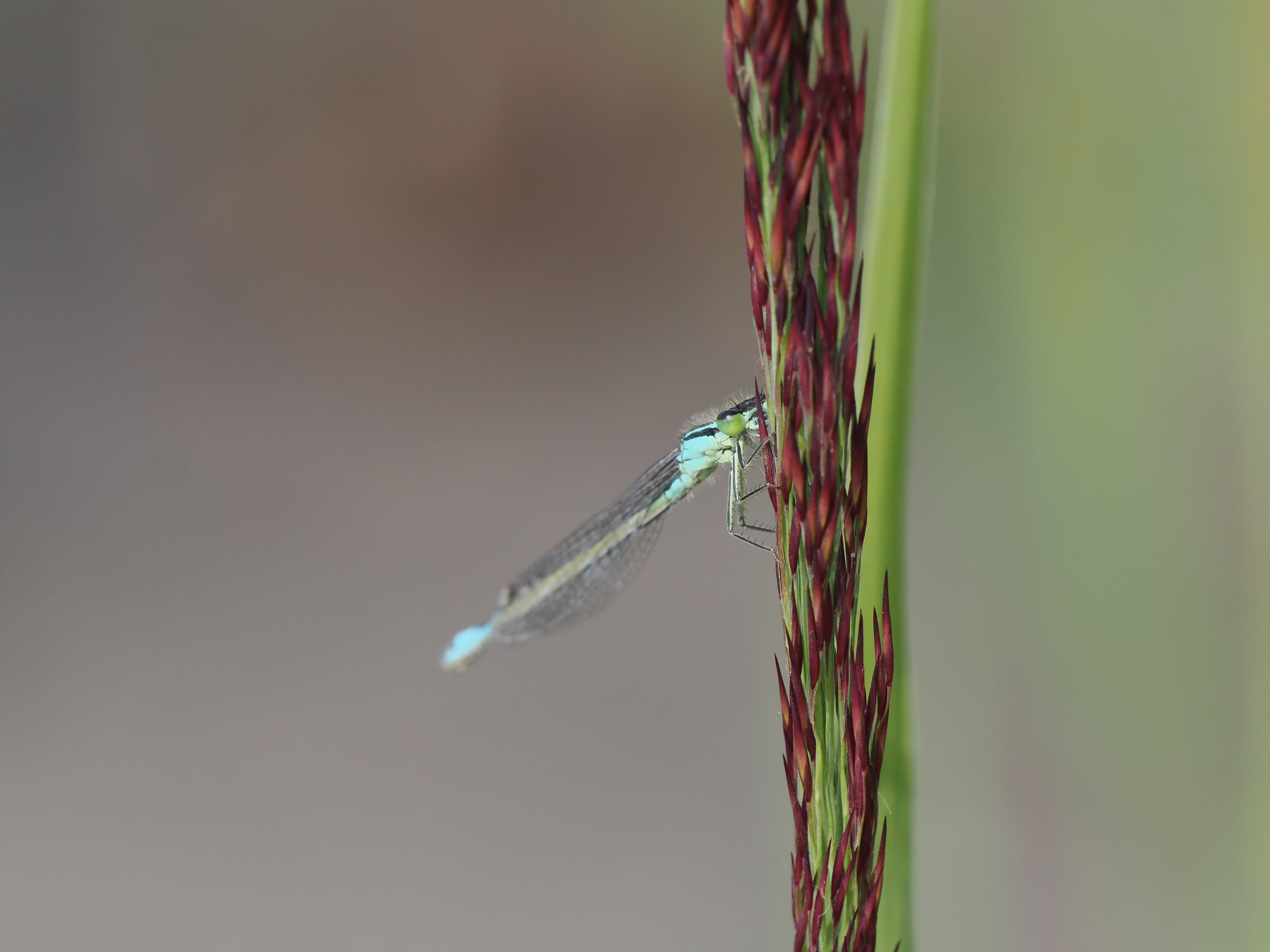 Ischnura elegans — Blue-tailed damselfly. Vallmar, Uppland, Sweden. 2026.