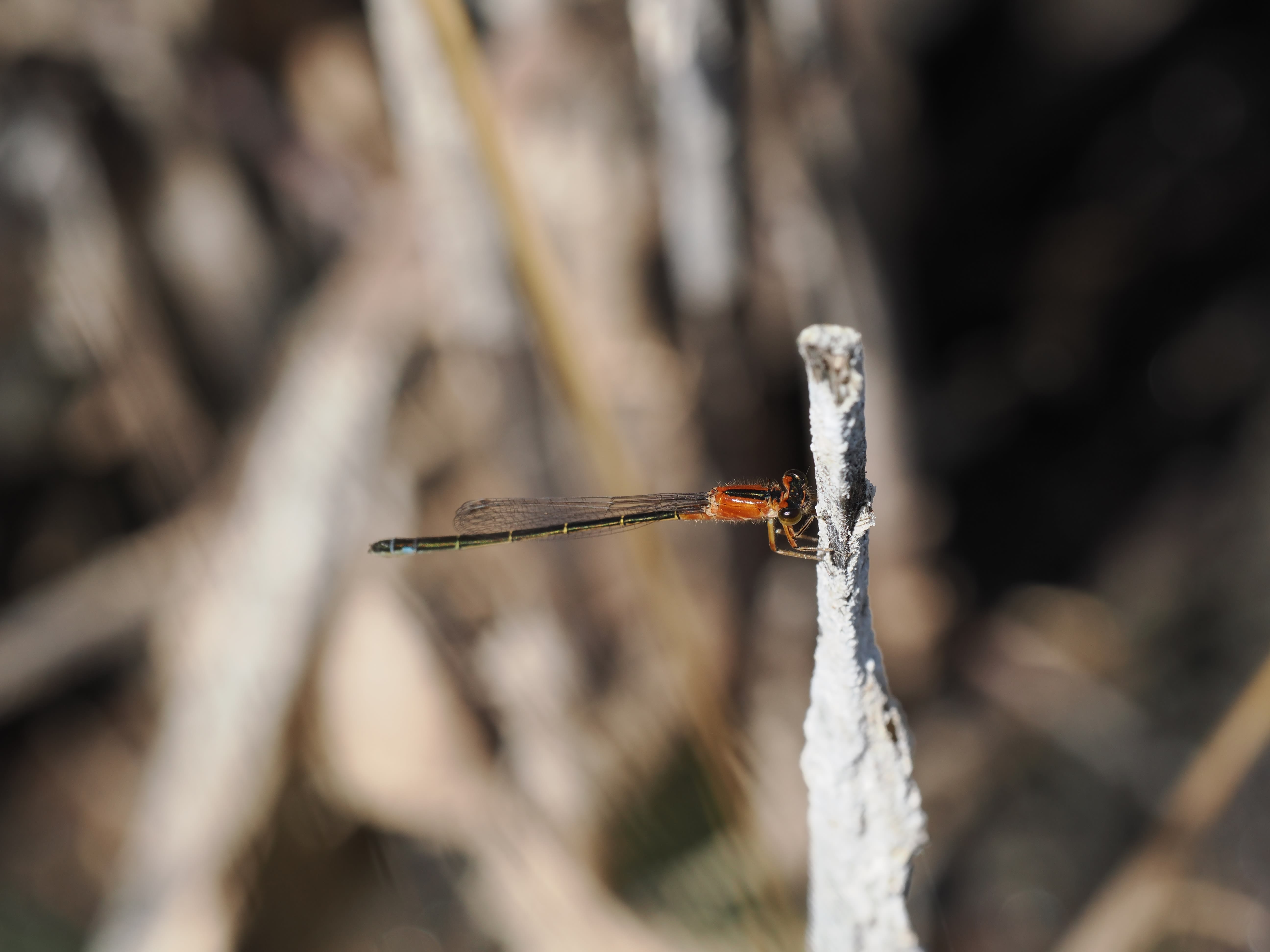 Image from Ischnura graellsii album