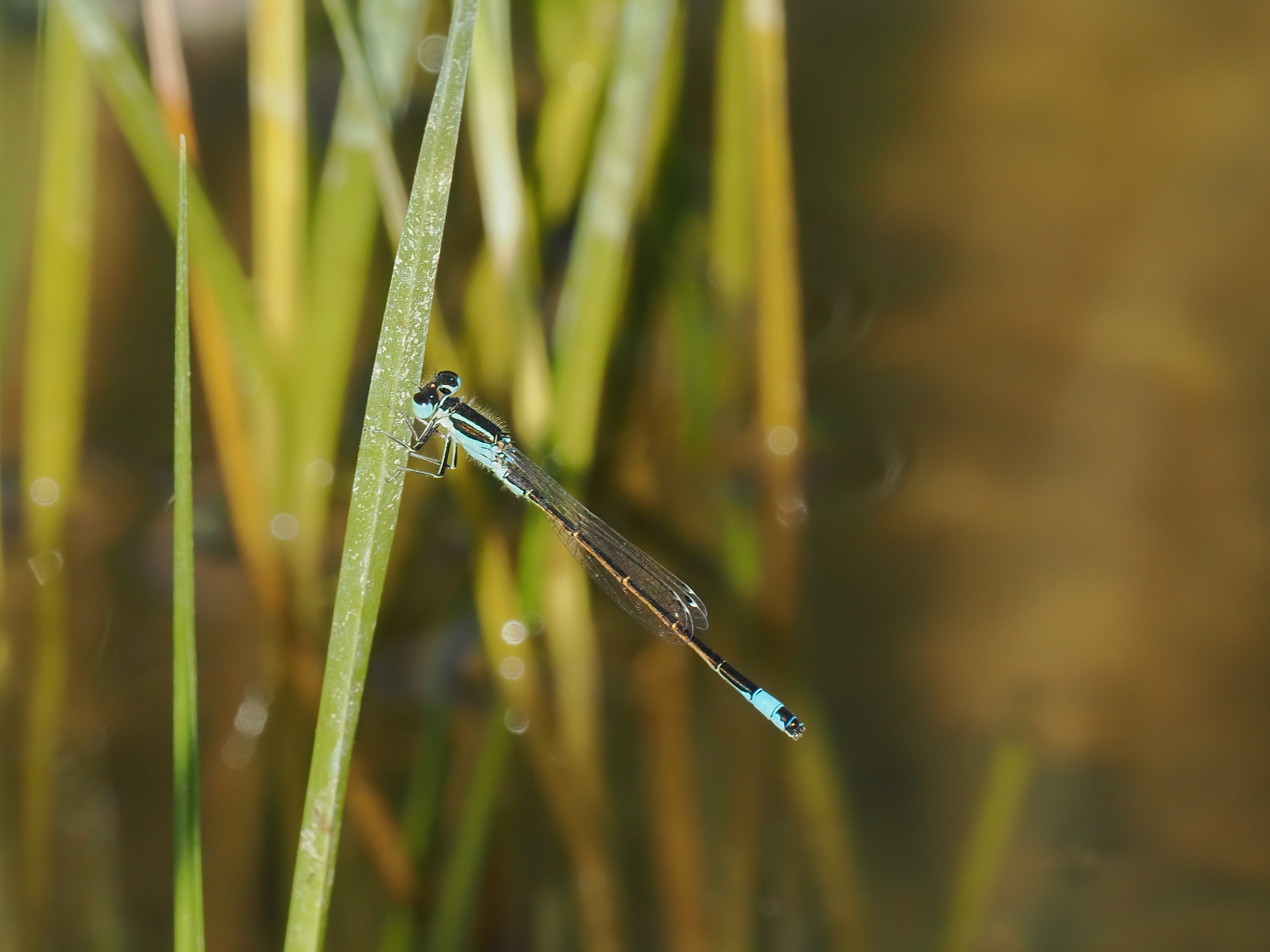 Image from Ischnura graellsii album