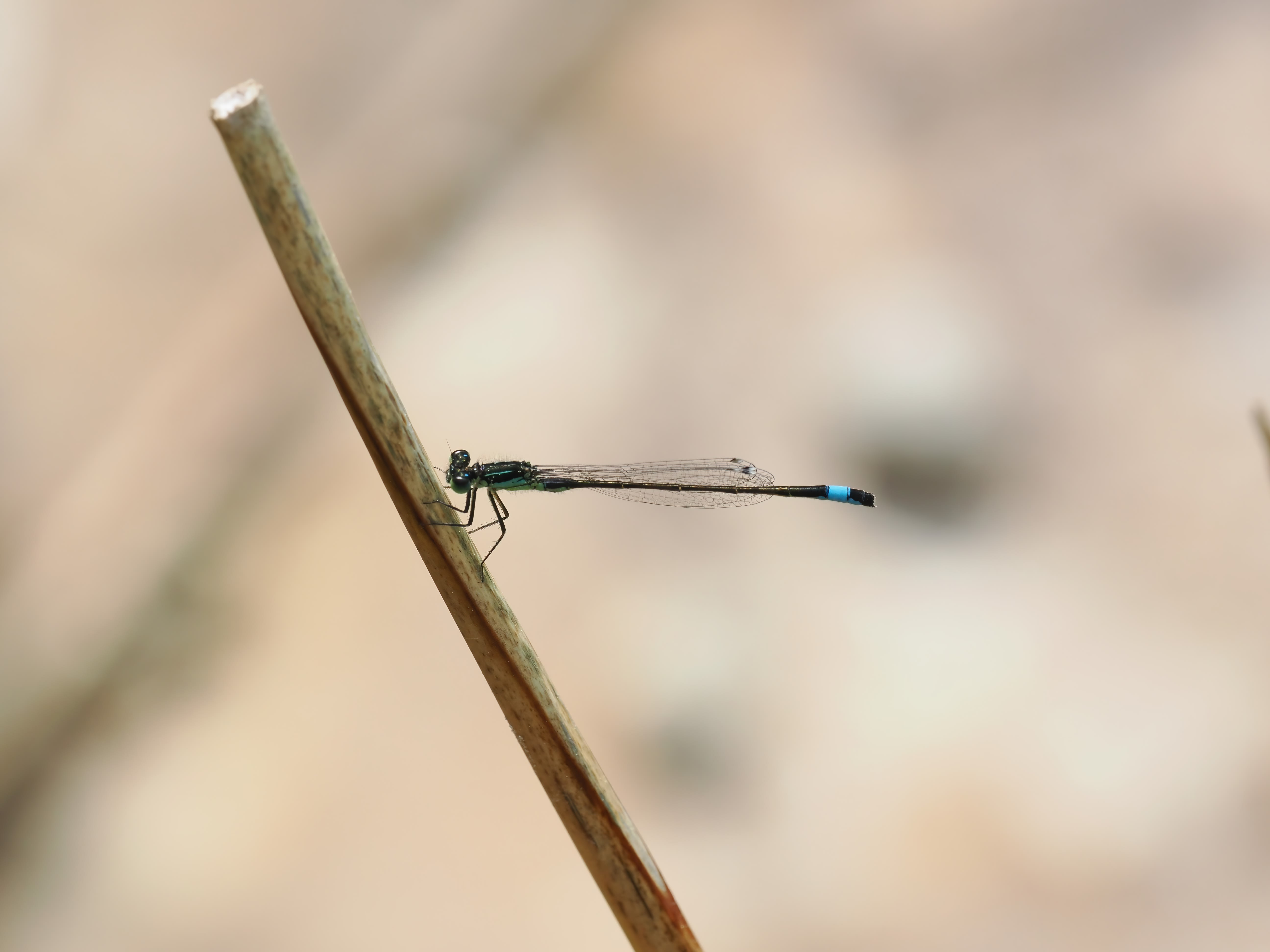 Image from Ischnura graellsii album