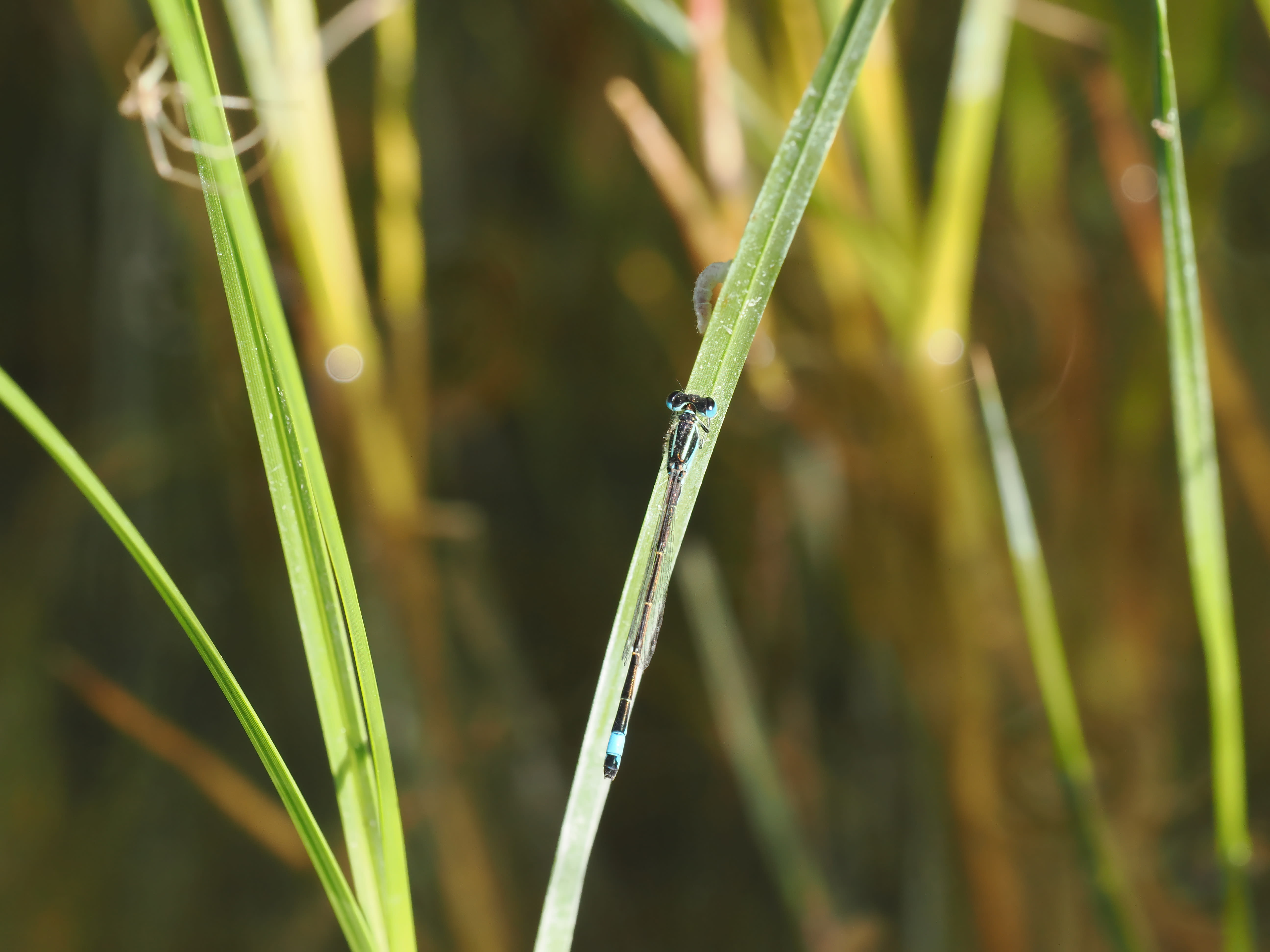 Image from Ischnura graellsii album