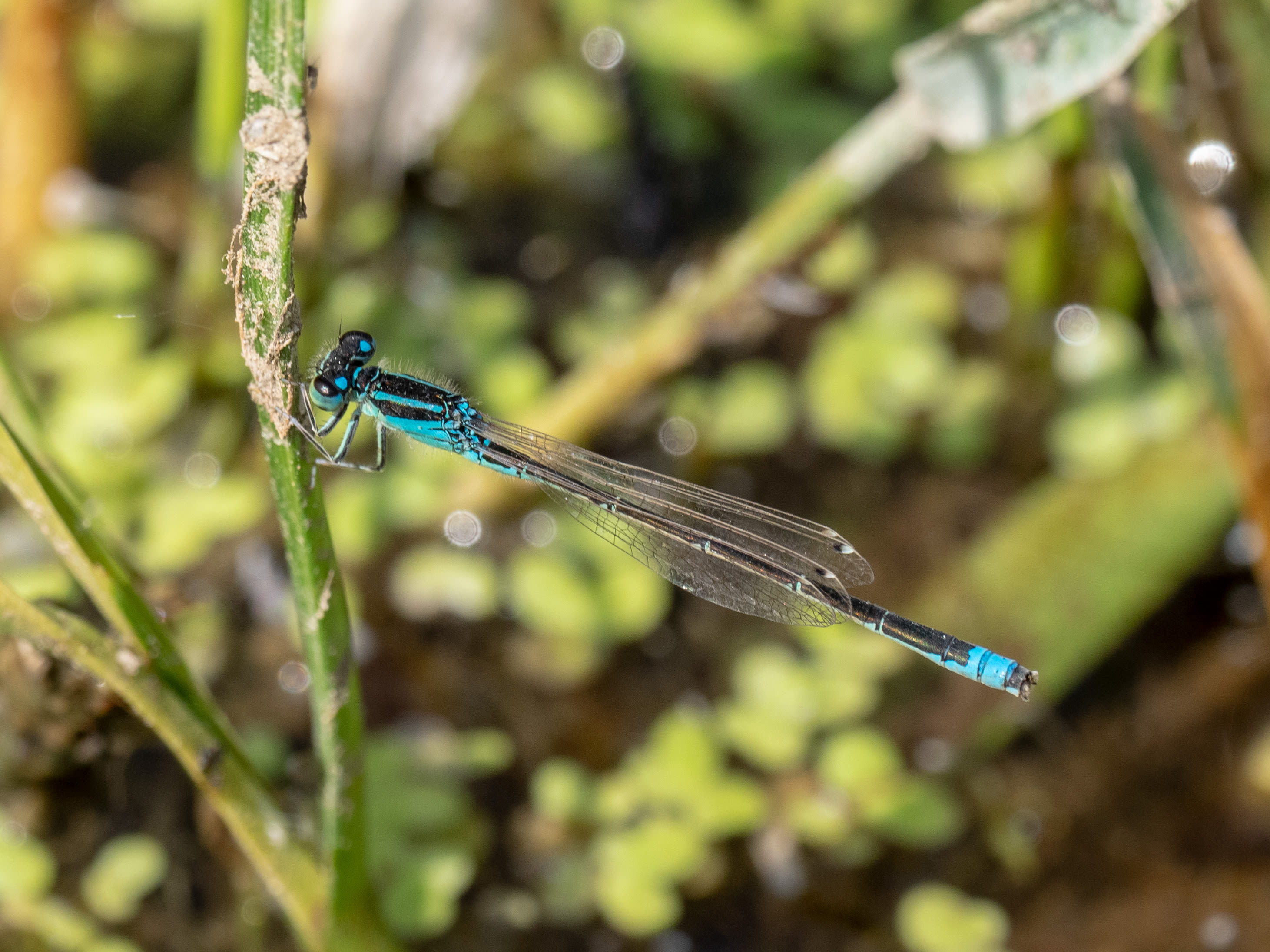 Image from Ischnura pumilio album