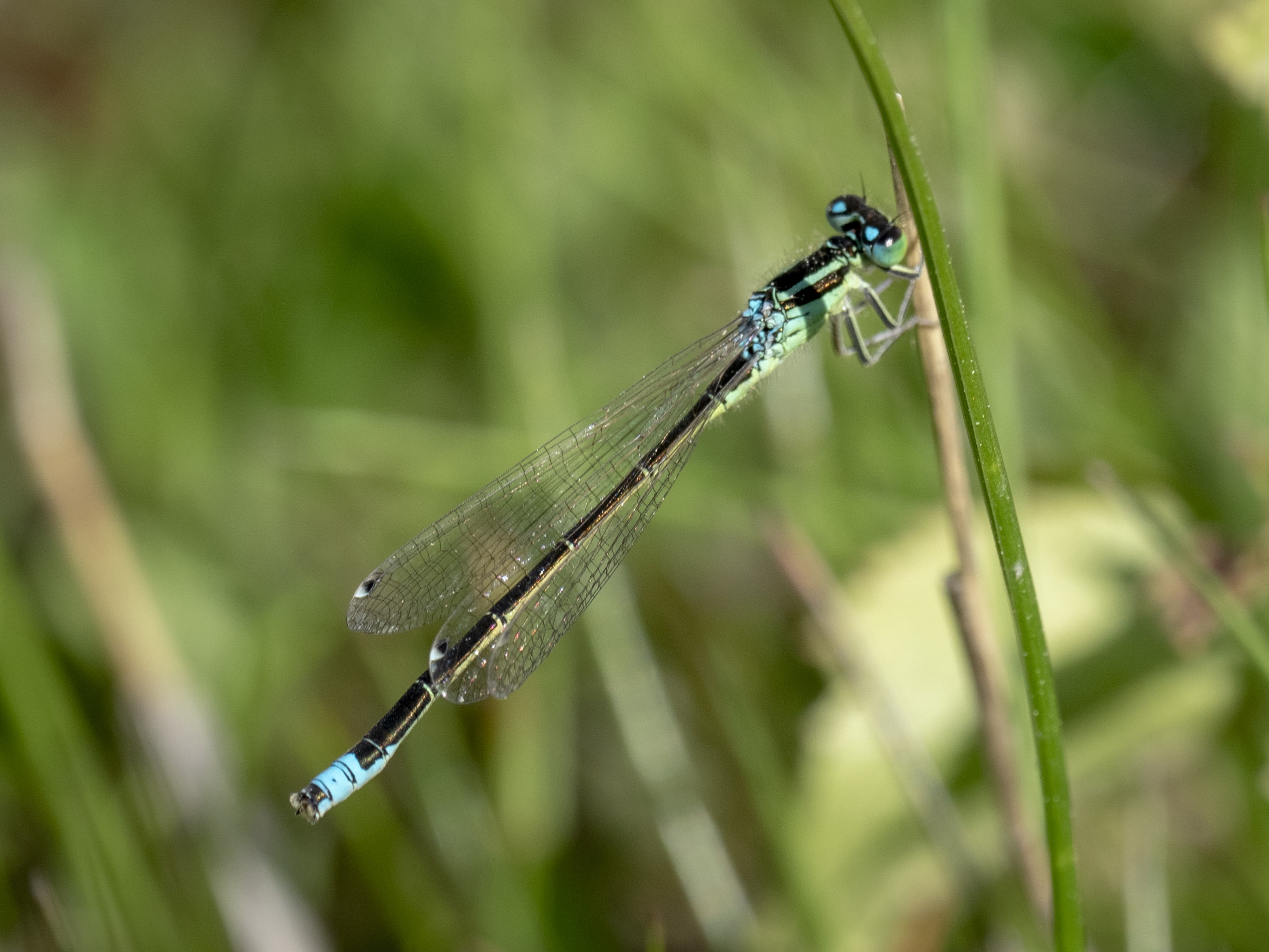 Image from Ischnura pumilio album