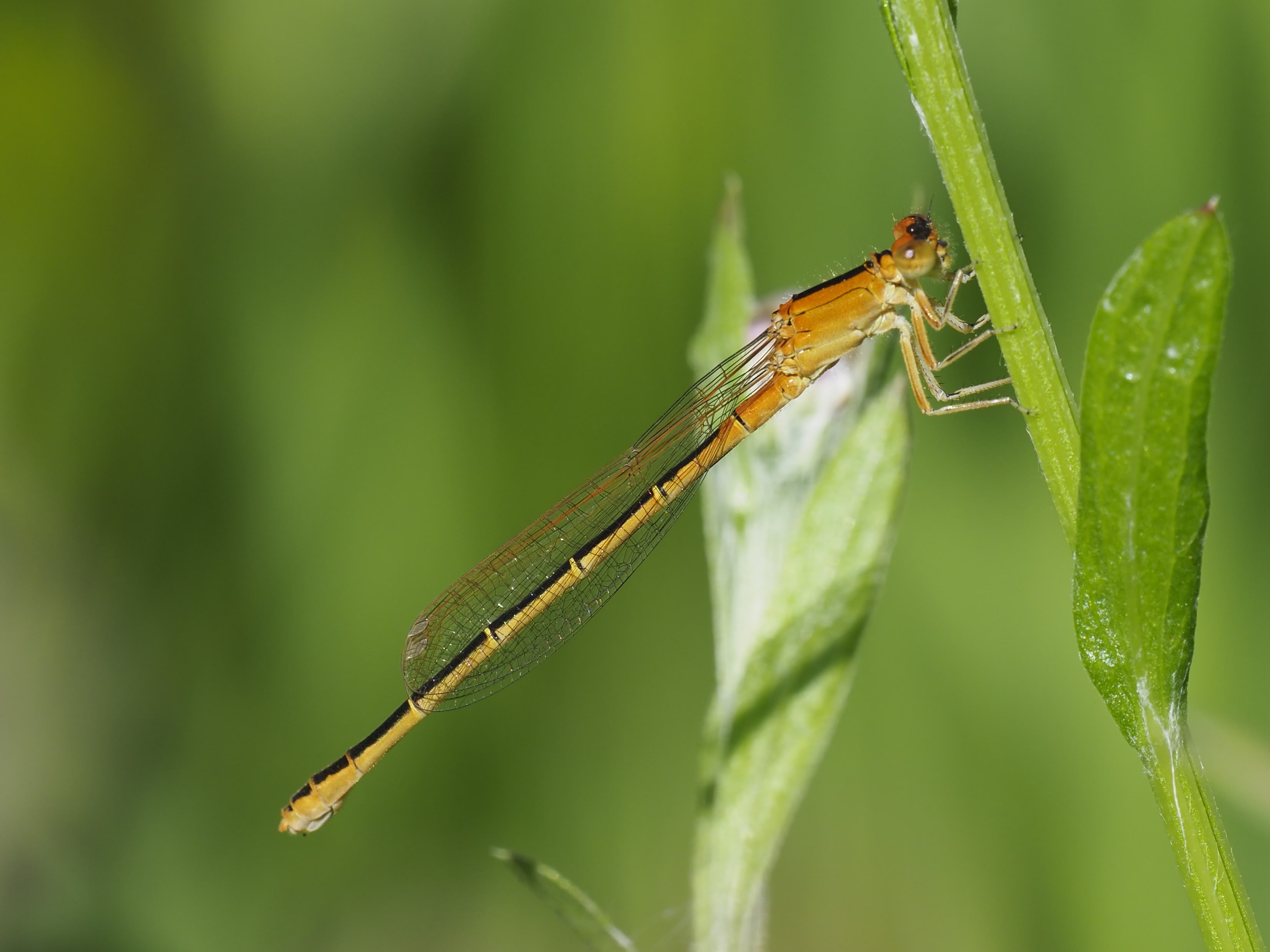 Image from Ischnura pumilio album