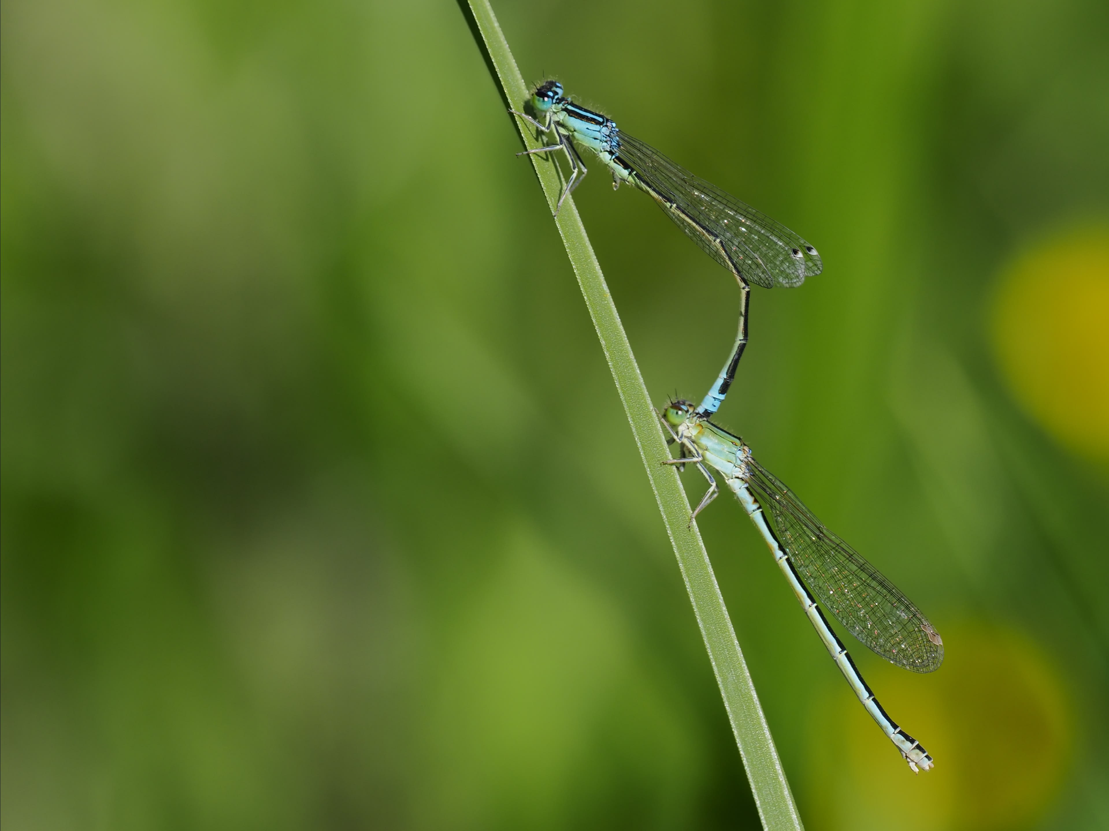 Image from Ischnura pumilio album