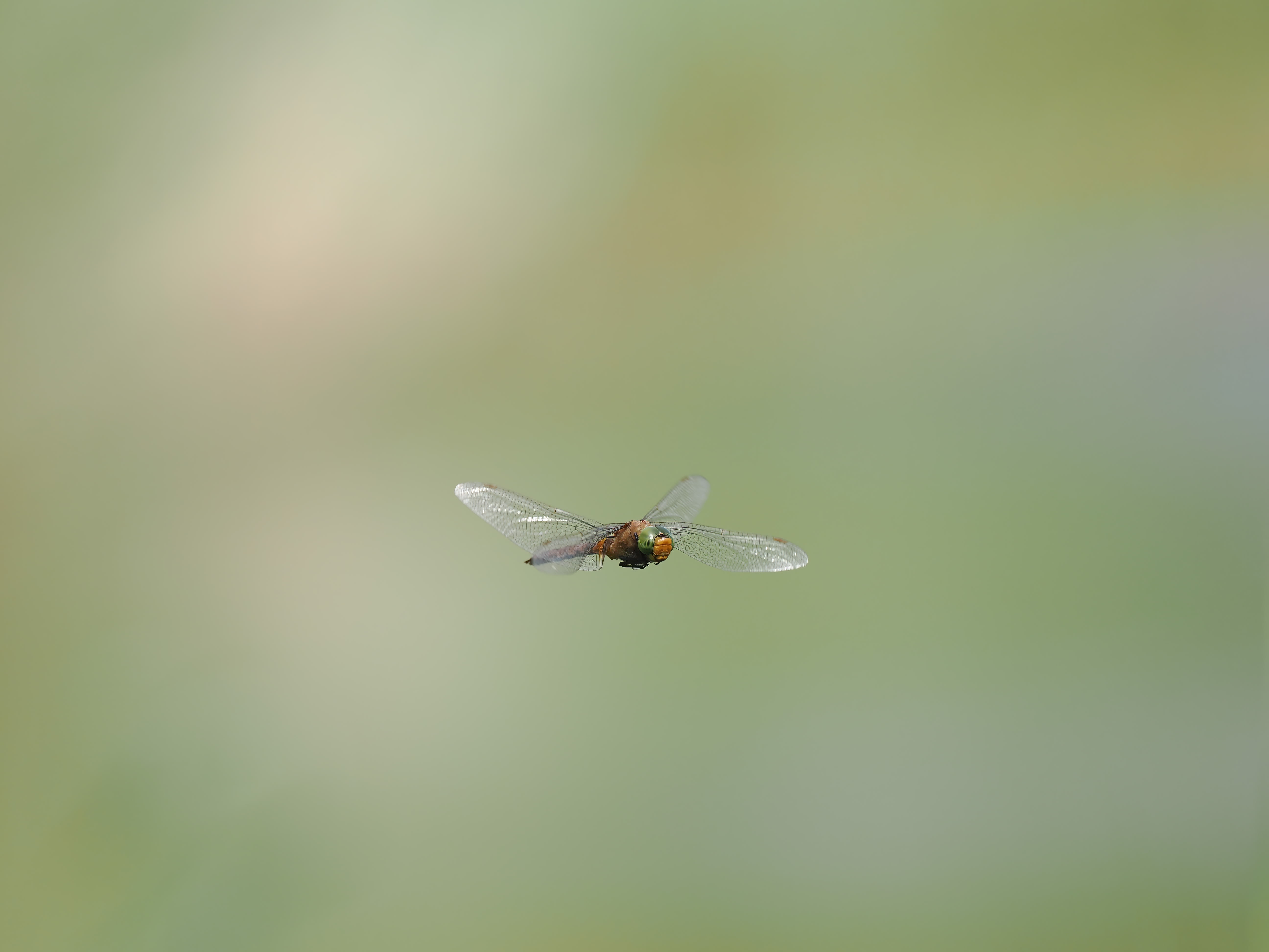 Image from Isoaeshna isoceles album