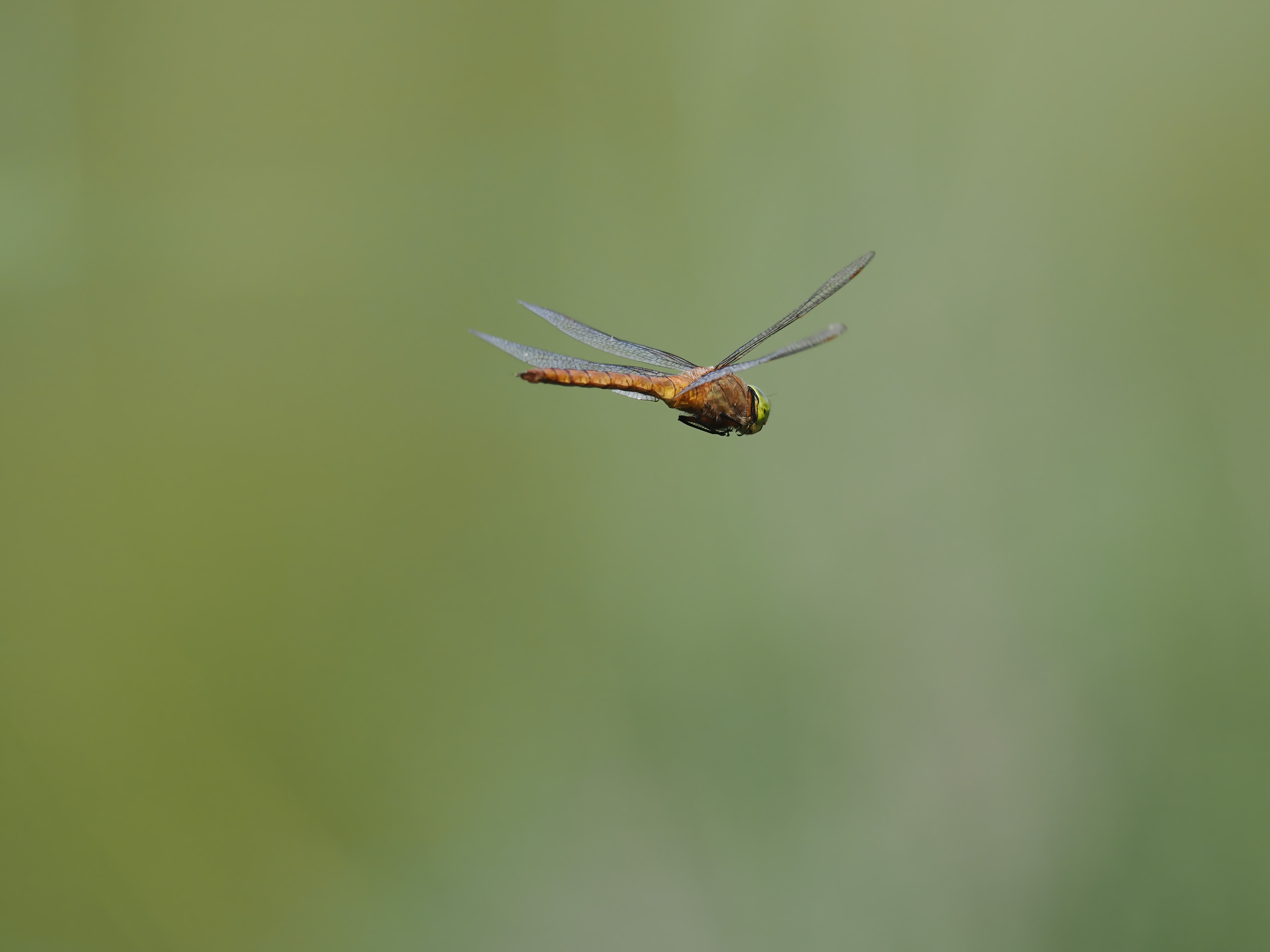 Image from Isoaeshna isoceles album