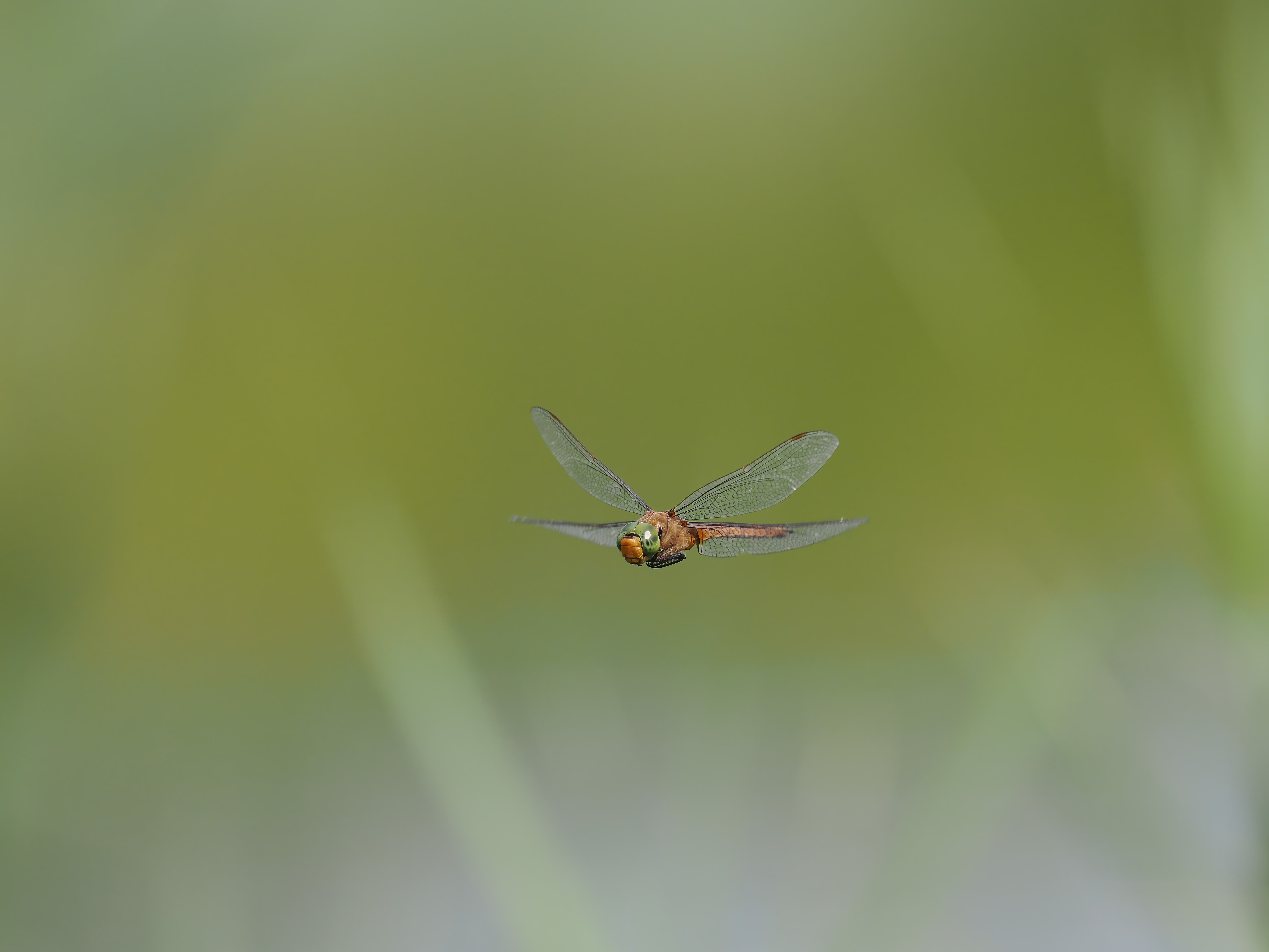 Image from Isoaeshna isoceles album