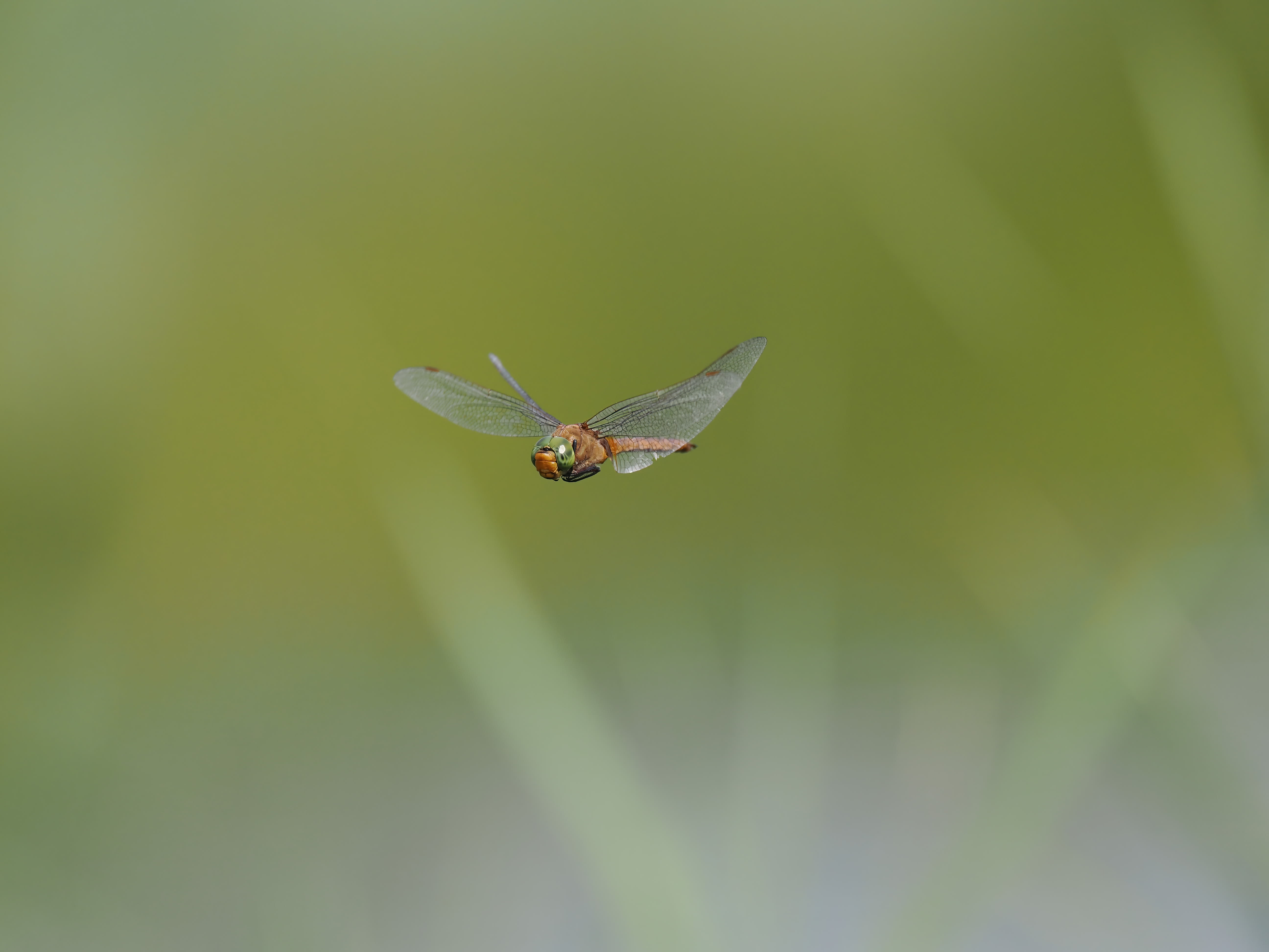 Image from Isoaeshna isoceles album