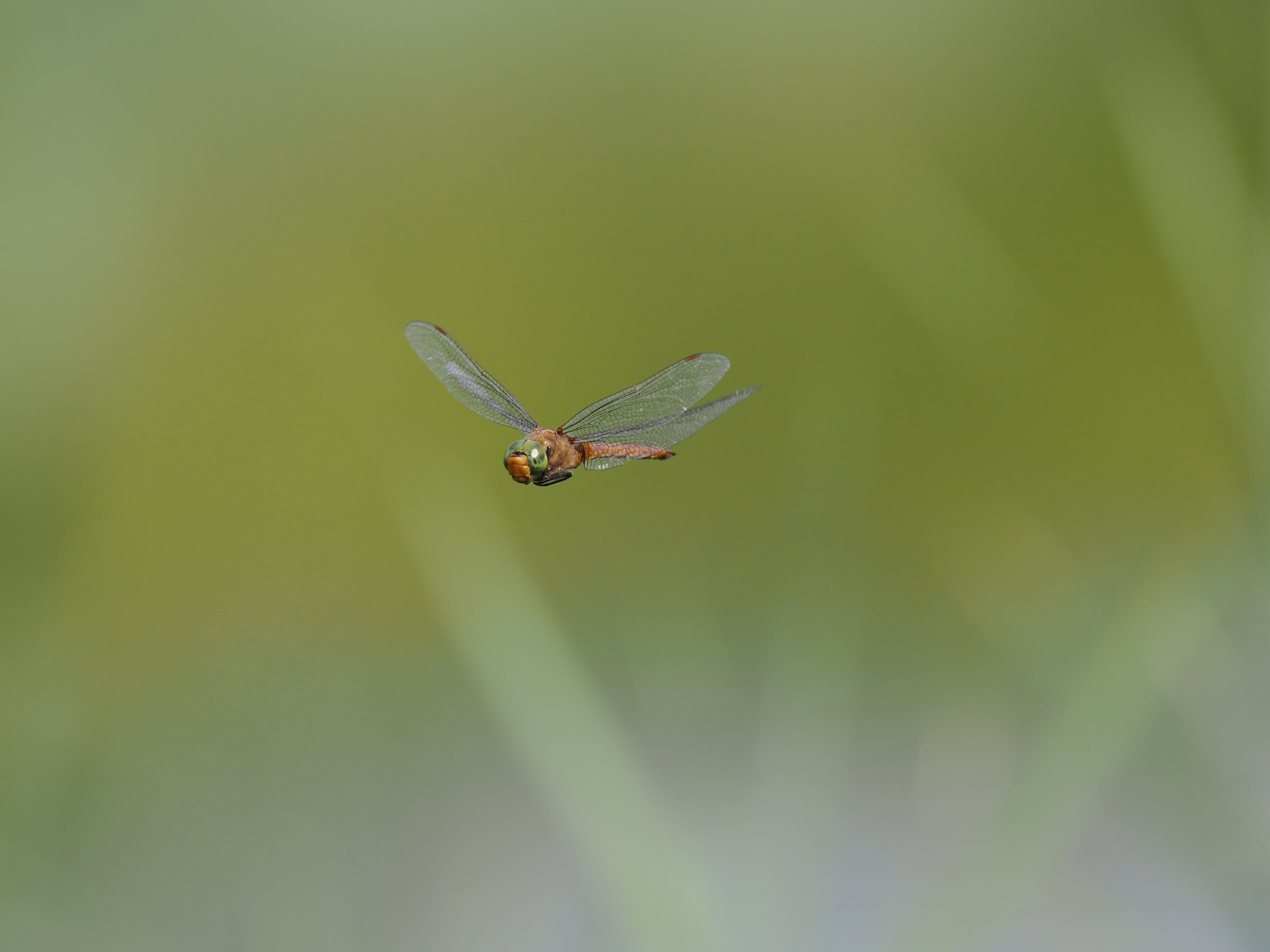 Image from Isoaeshna isoceles album