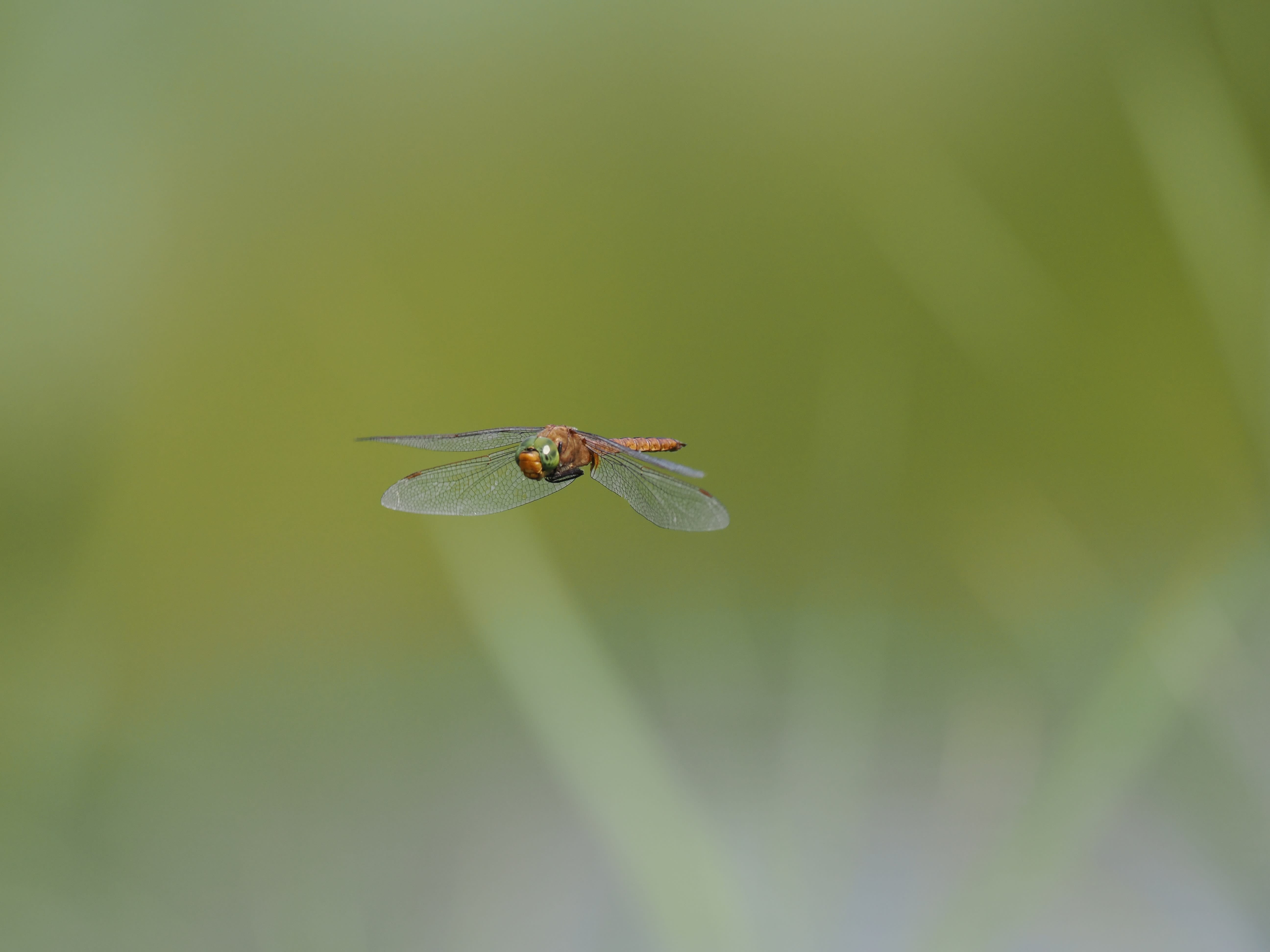 Image from Isoaeshna isoceles album