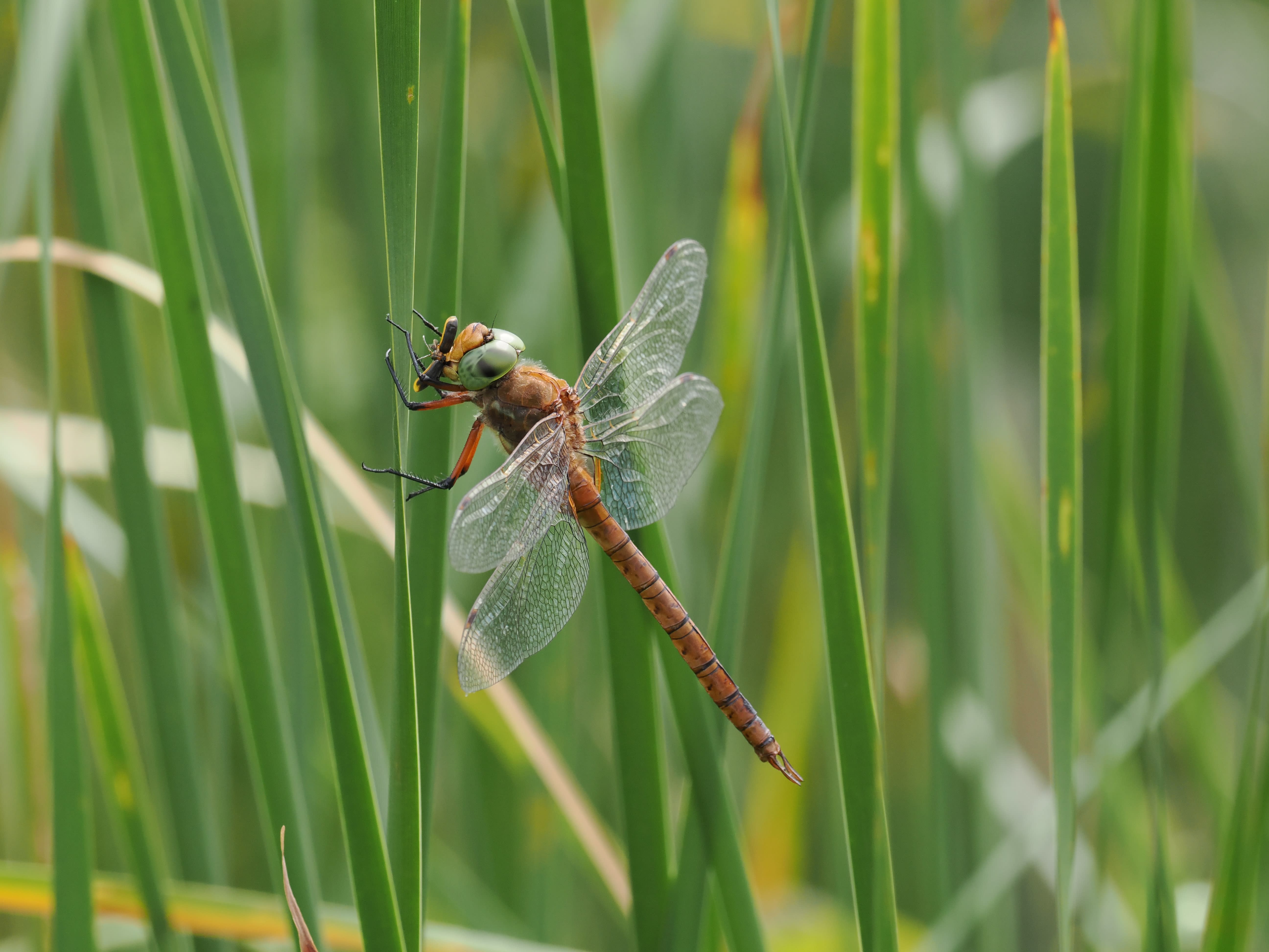 Image from Isoaeshna isoceles album