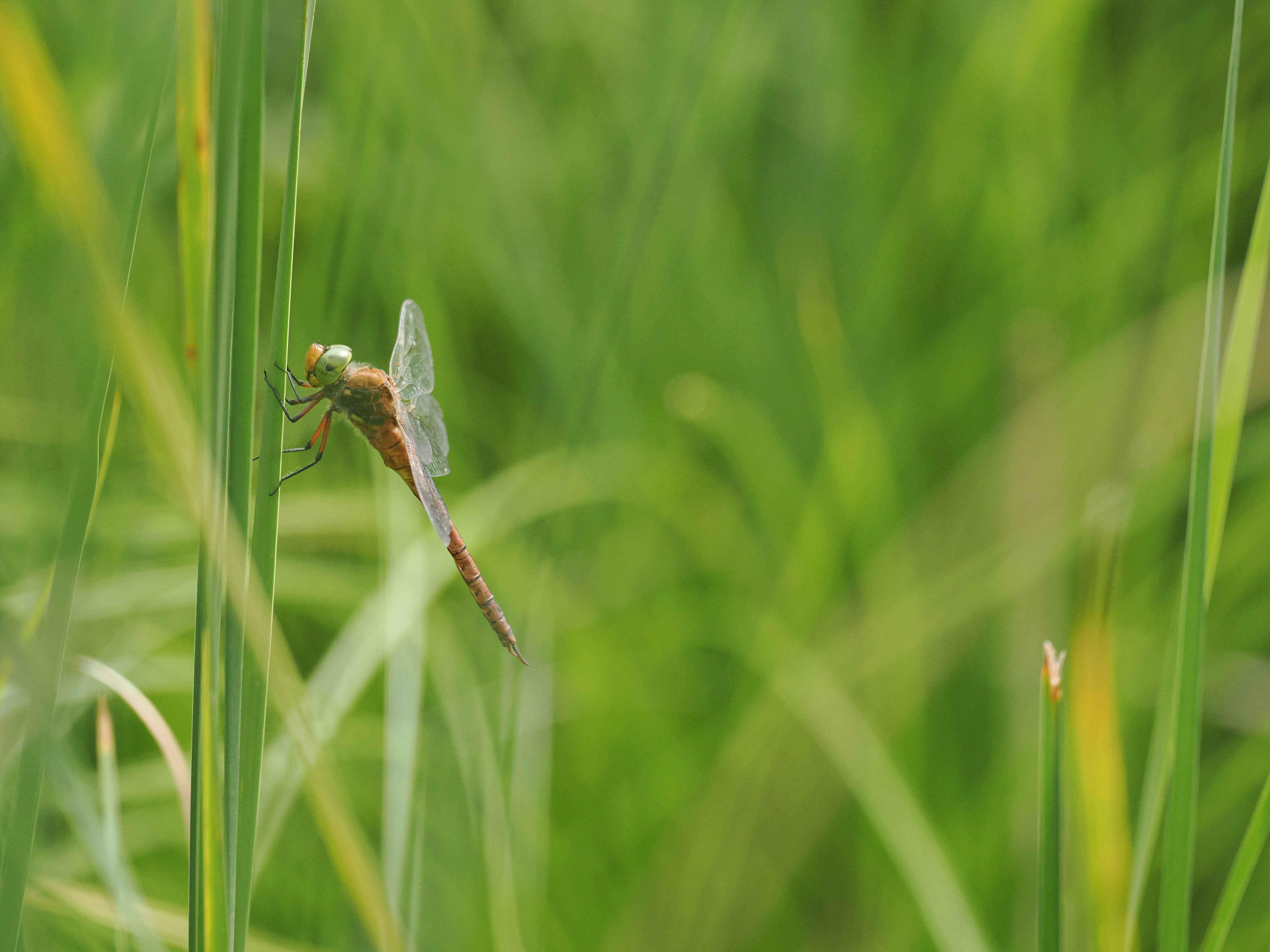 Image from Isoaeshna isoceles album