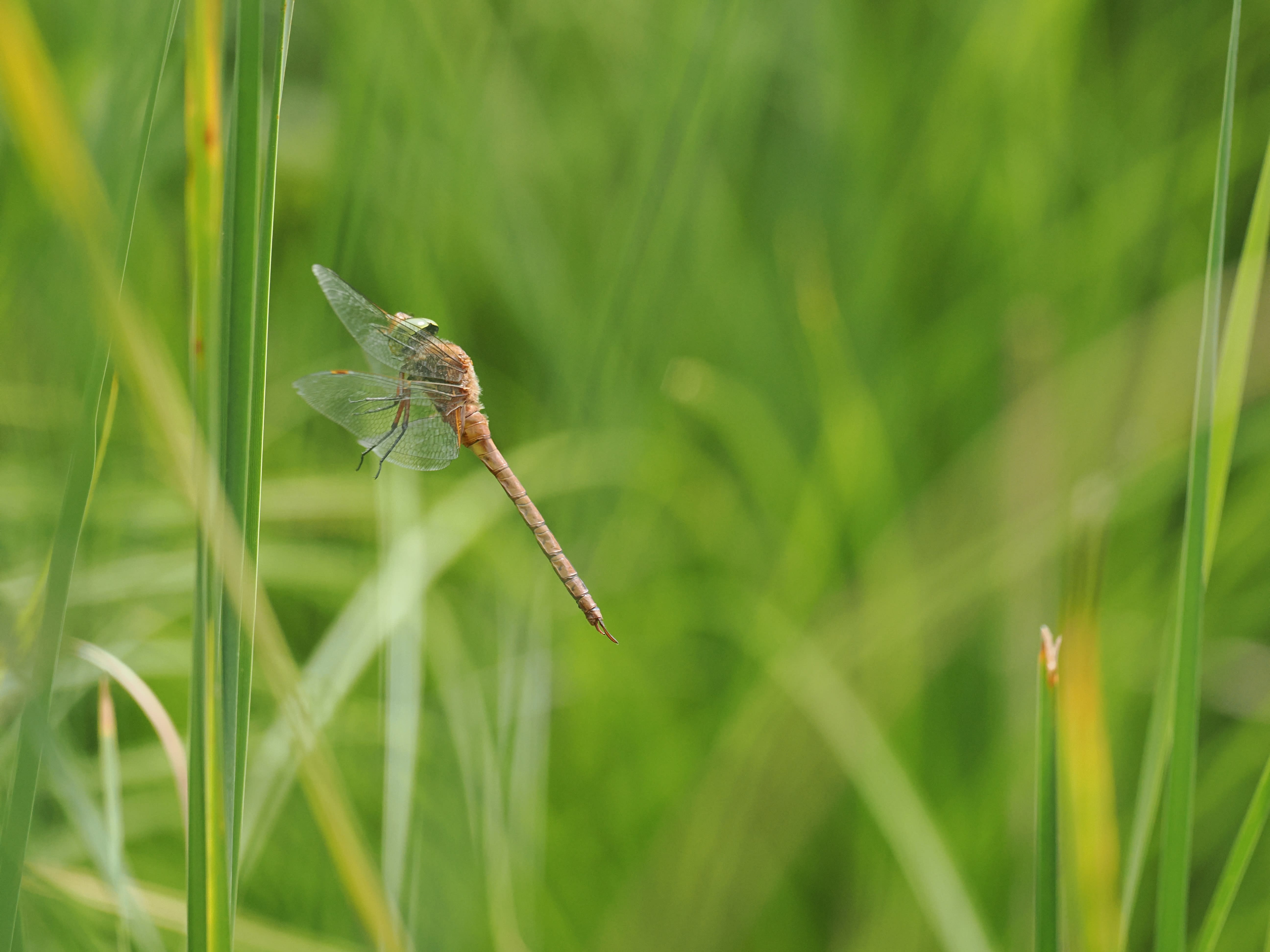 Image from Isoaeshna isoceles album