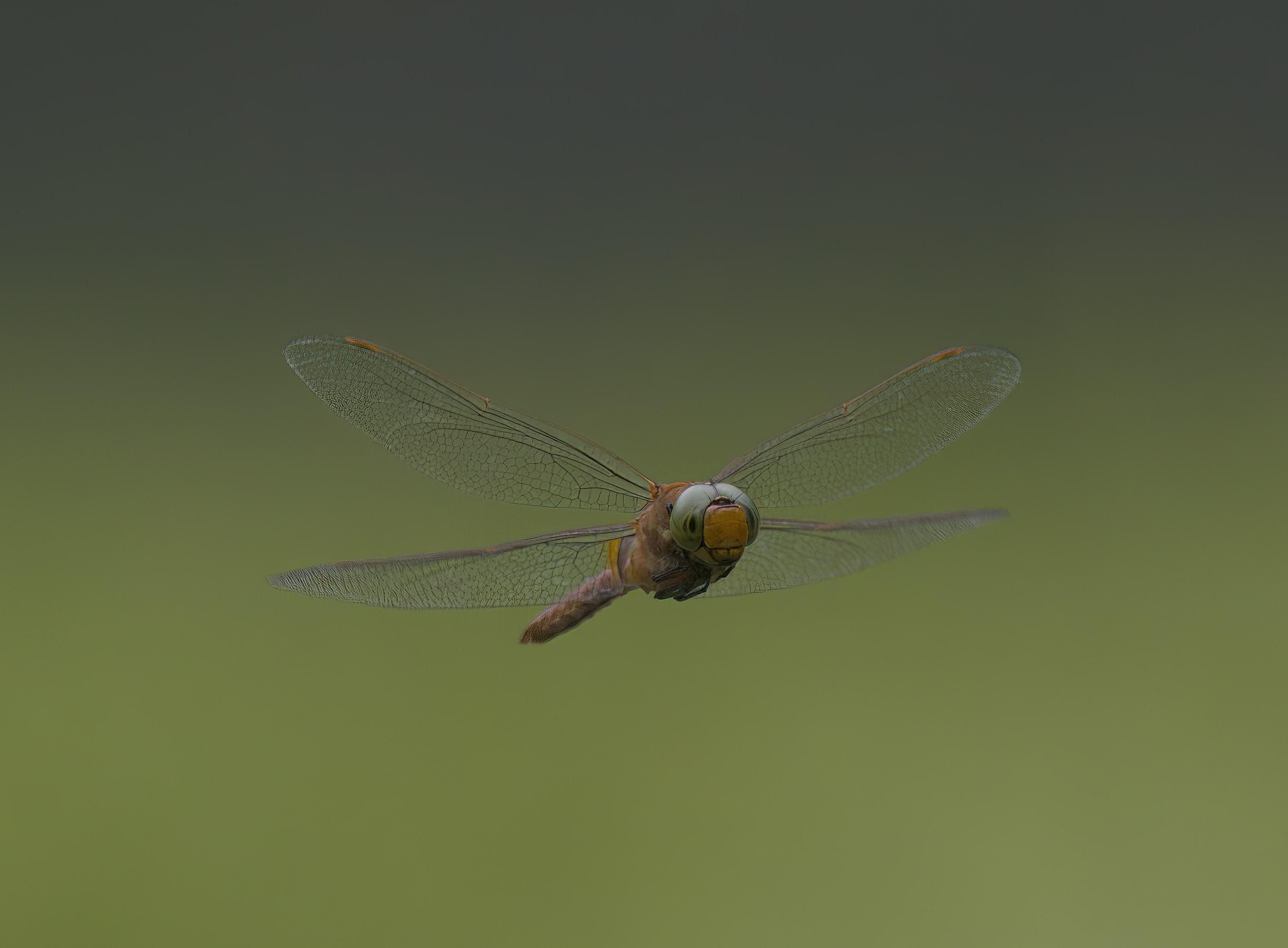 Image from Isoaeshna isoceles album