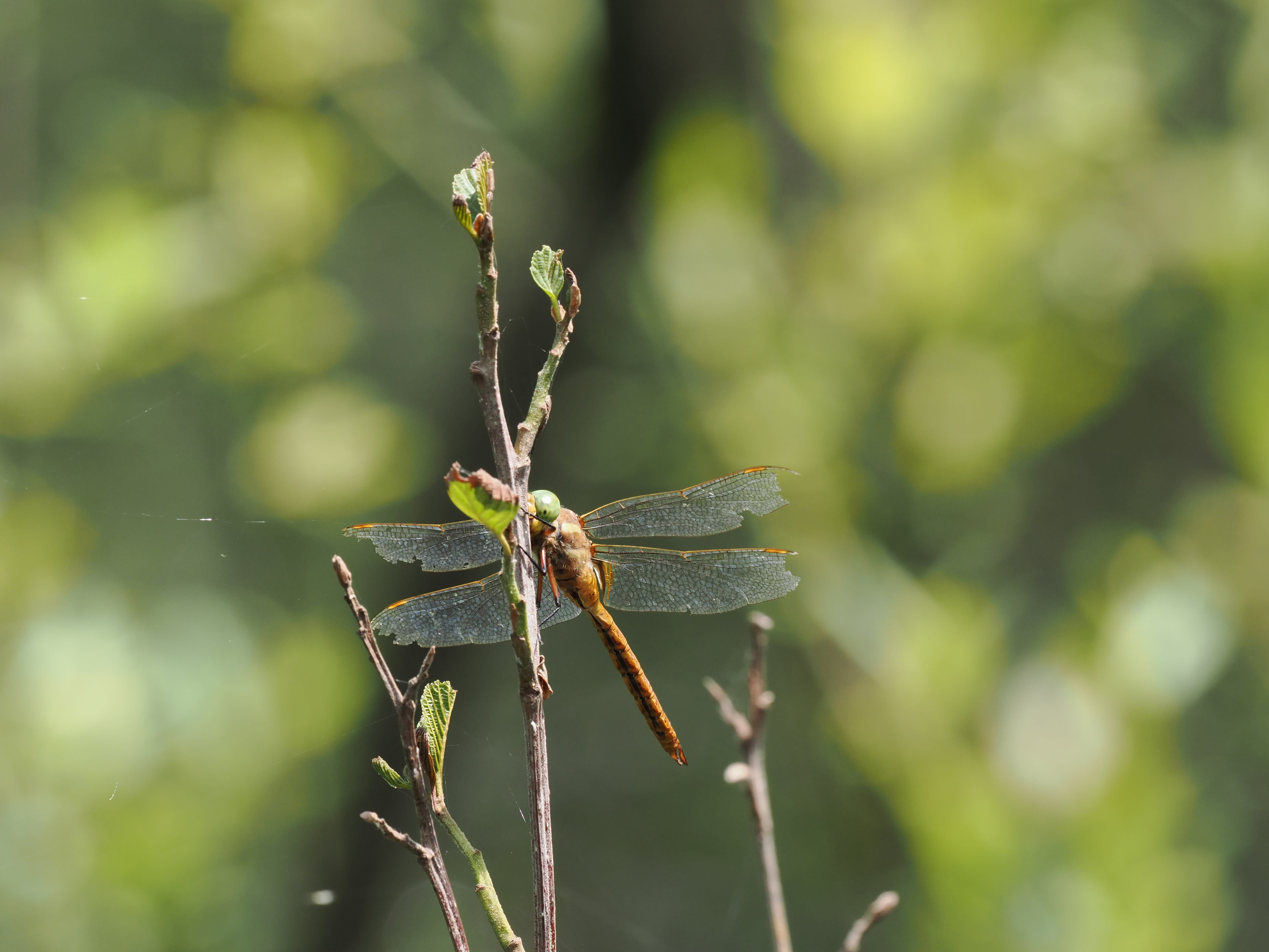 Image from Isoaeshna isoceles album