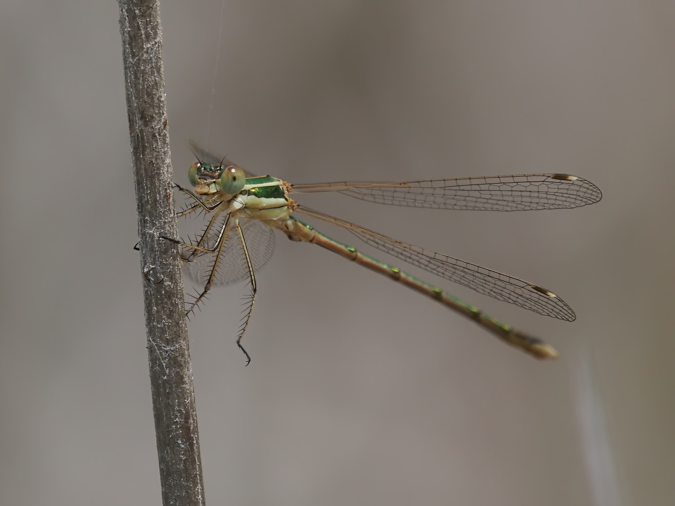 Image from Lestes barbarus album