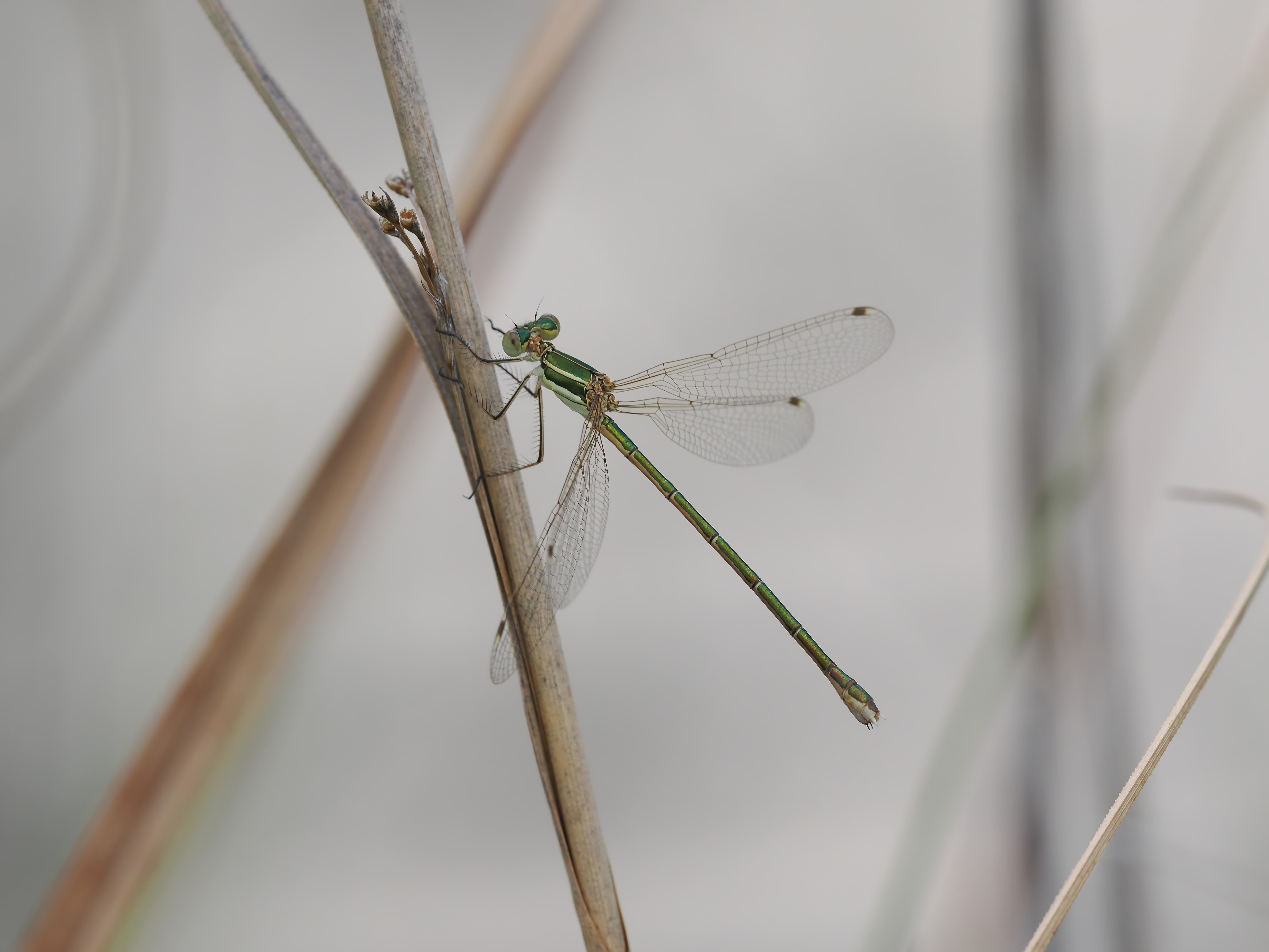 Image from Lestes barbarus album