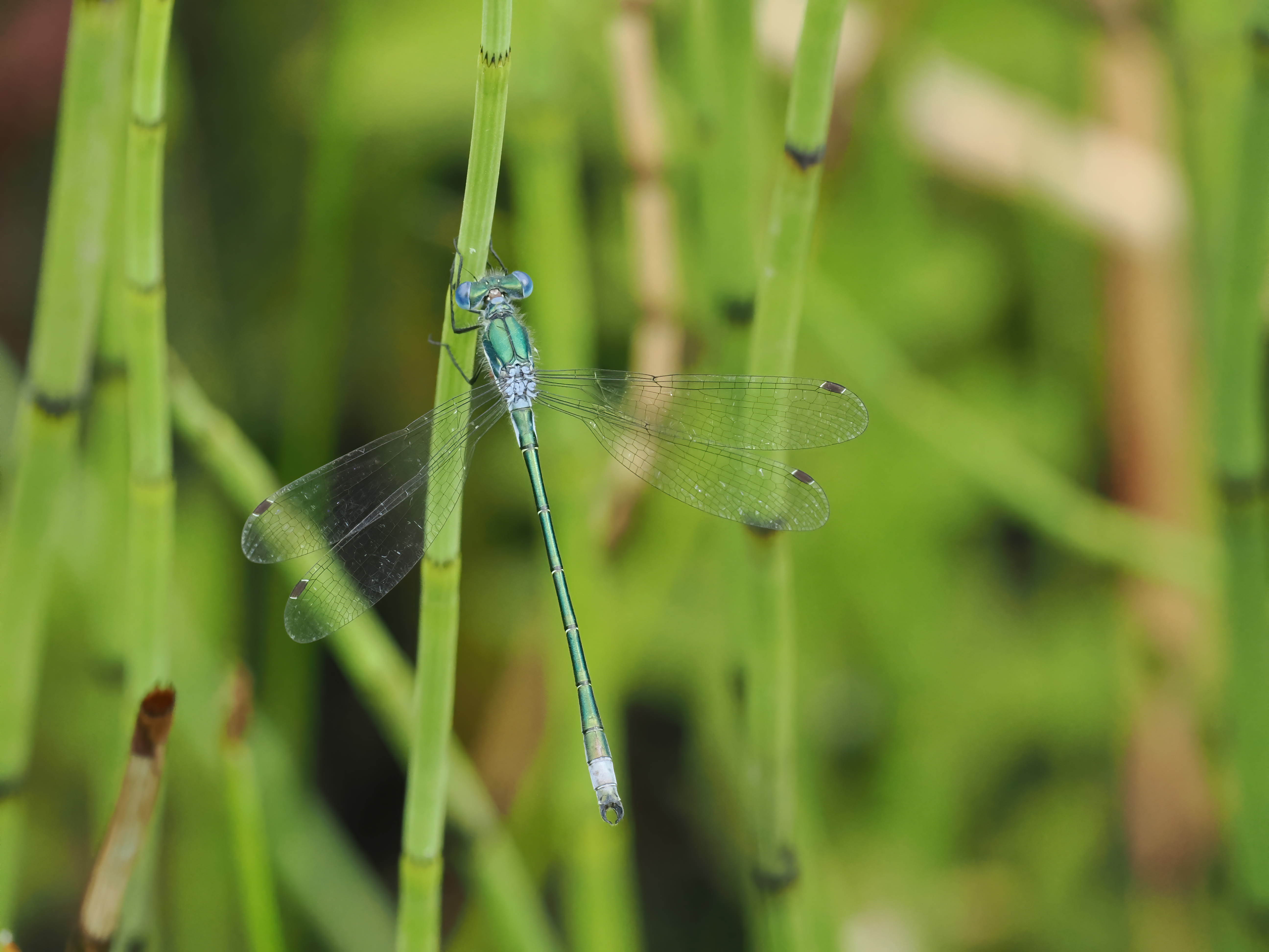Image from Lestes dryas album