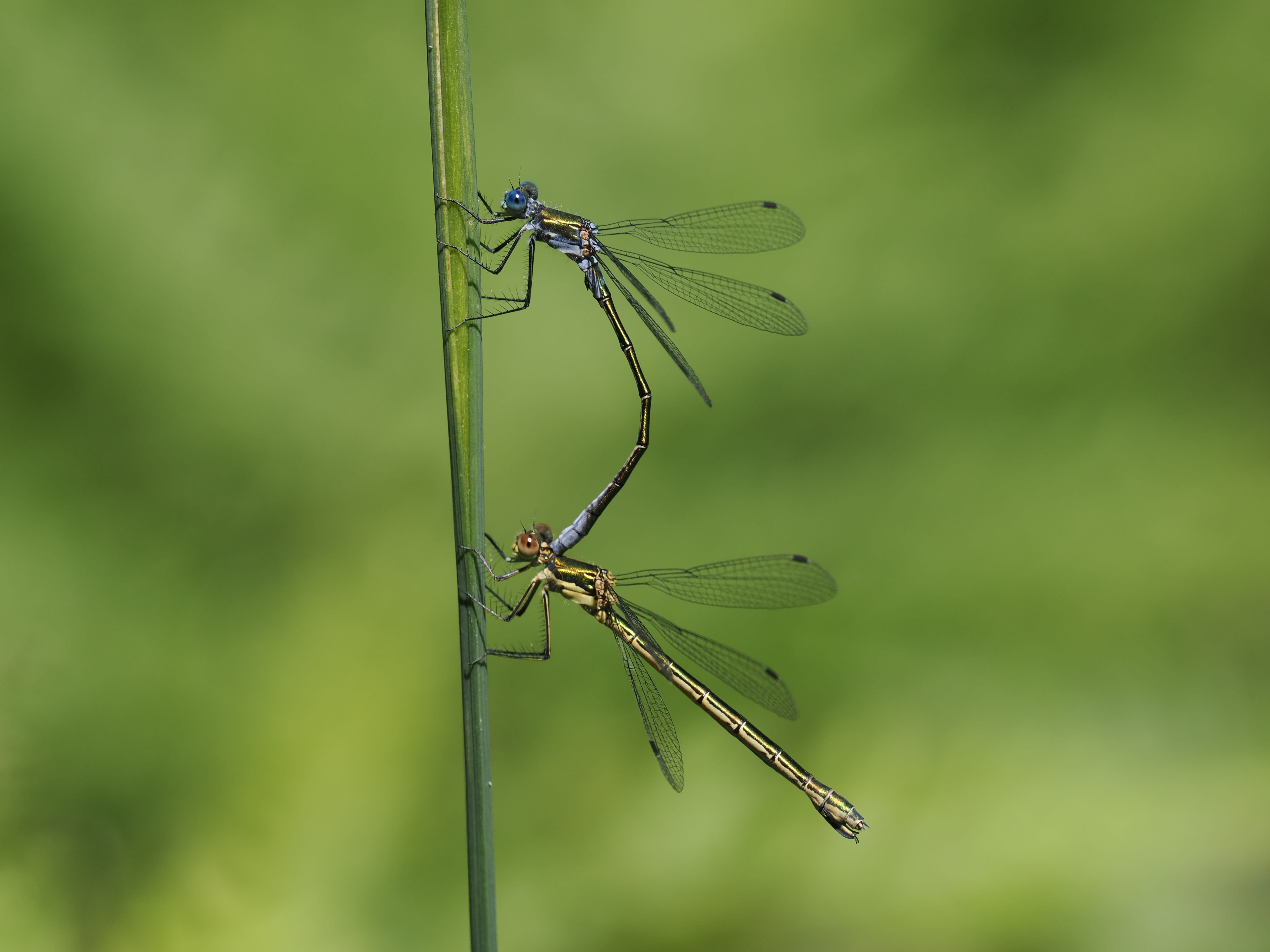 Lestes dryas — Emerald spreadwing, Bohultsgölen, Södermanland, Sweden. 2026.
