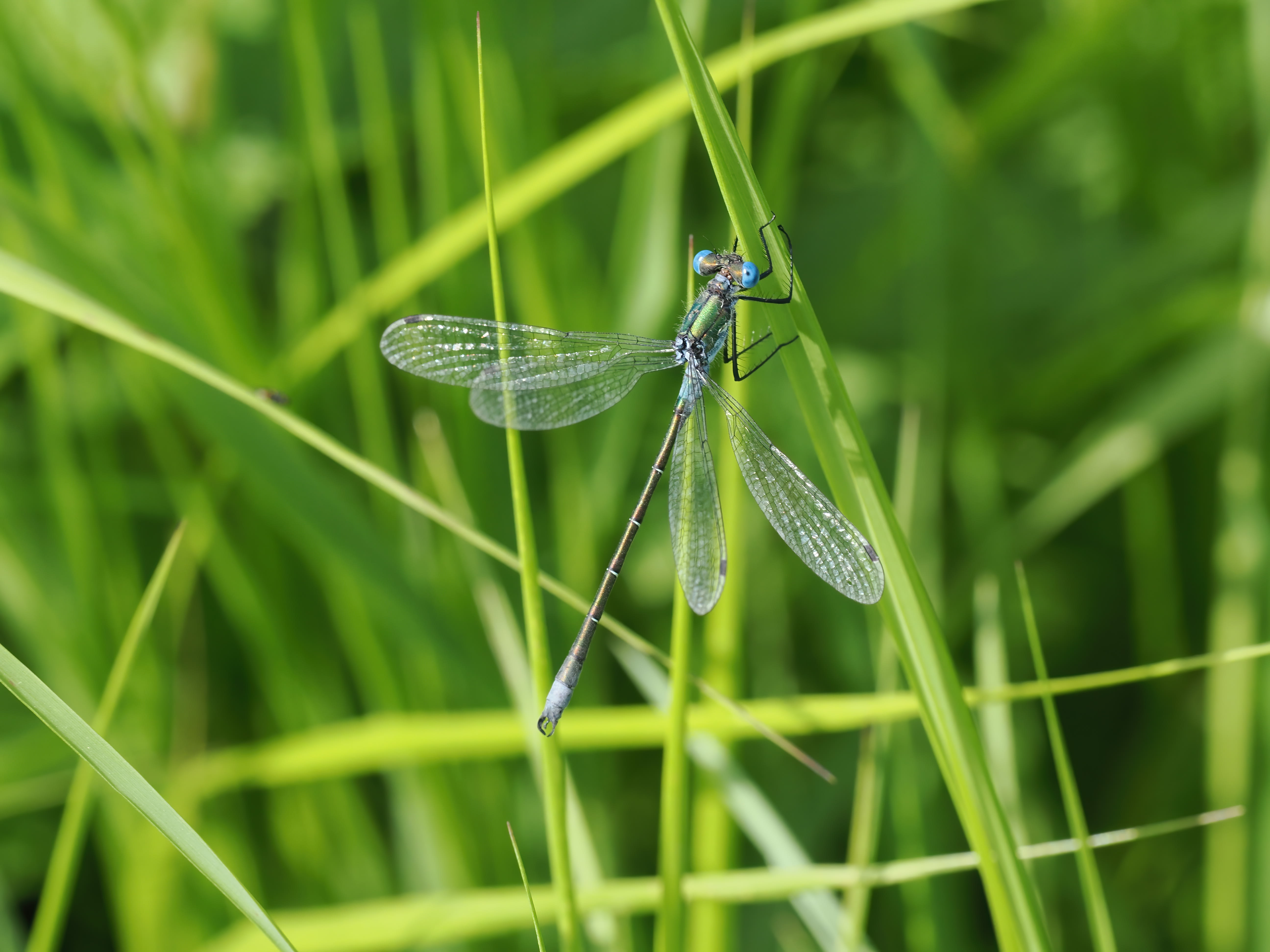 Image from Lestes dryas album