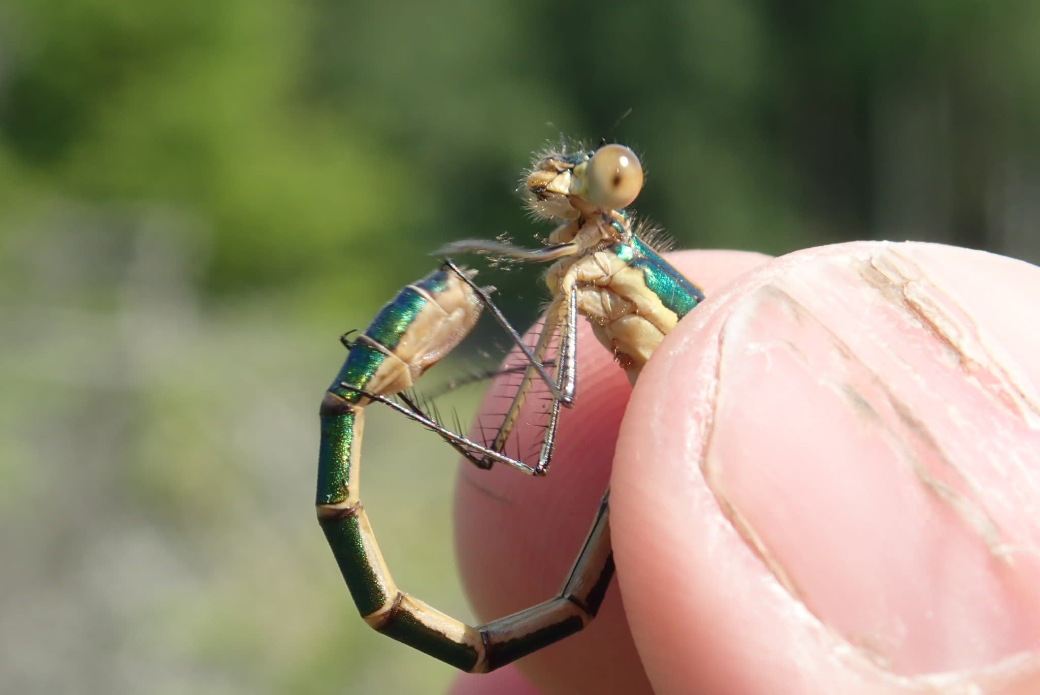 Image from Lestes dryas album
