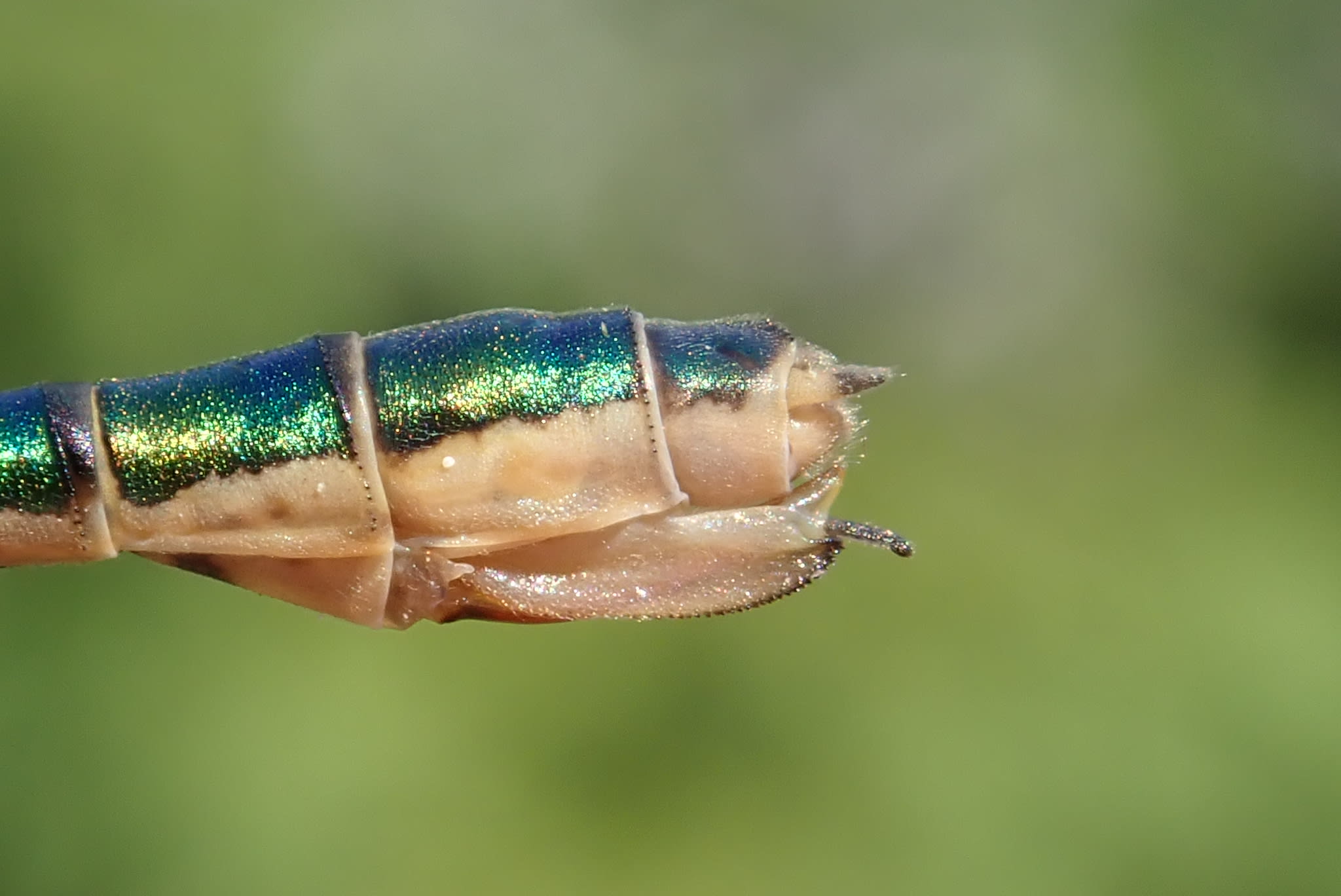 Image from Lestes dryas album