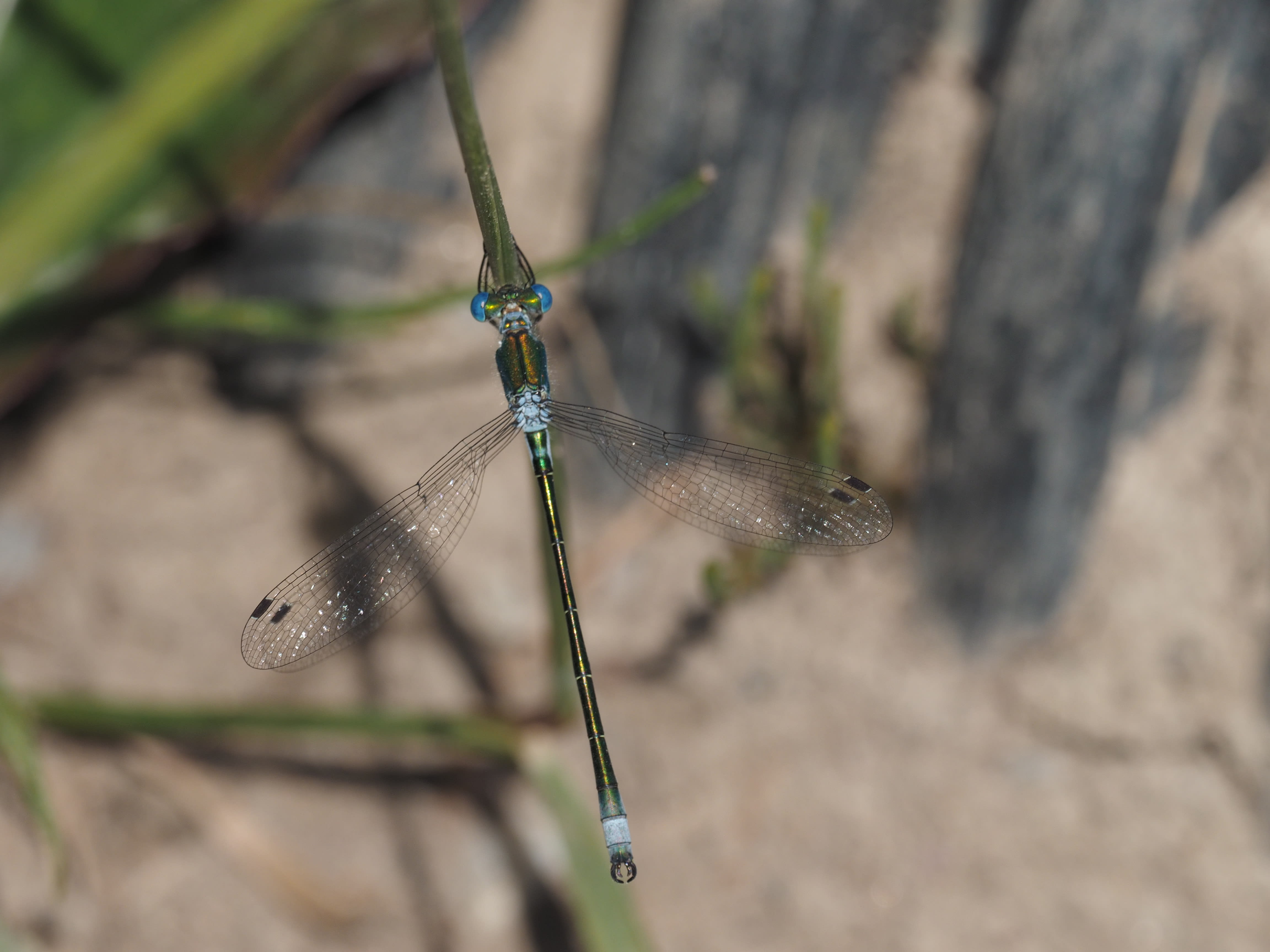 Image from Lestes dryas album