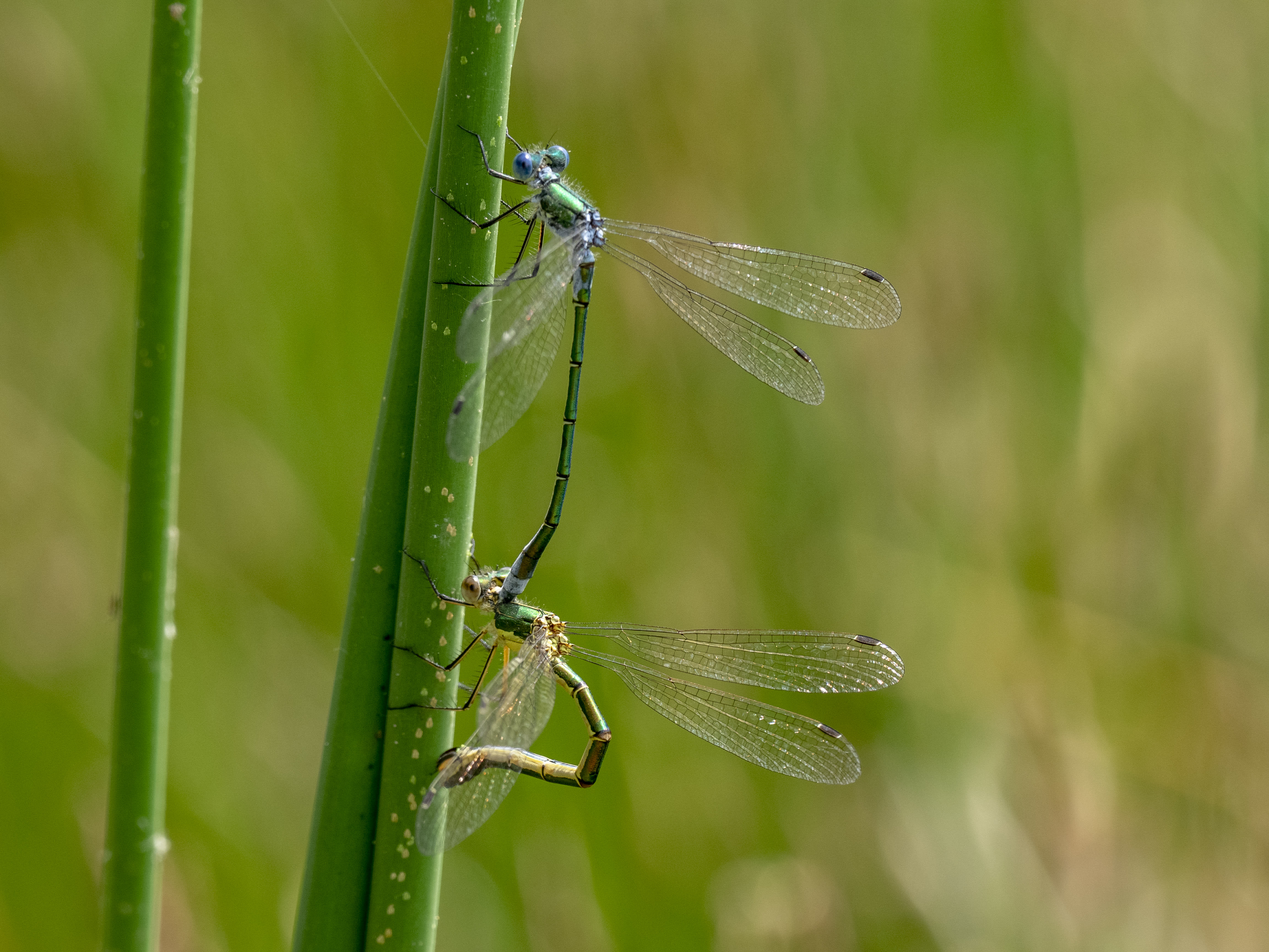 Image from Lestes dryas album
