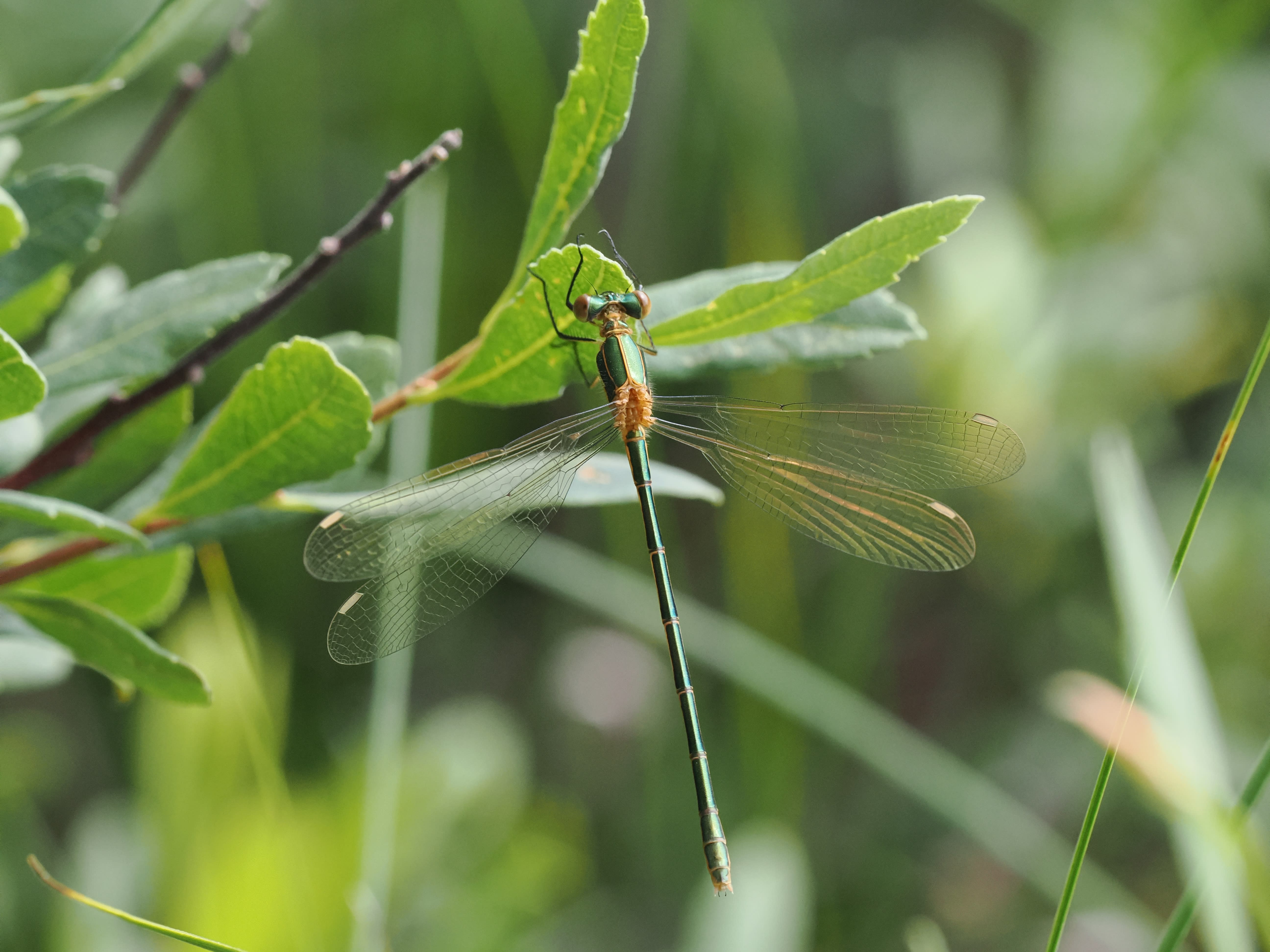 Lestes sponsa — Emerald damselfly, Bärsta, Södermanland, Sweden. 2026.