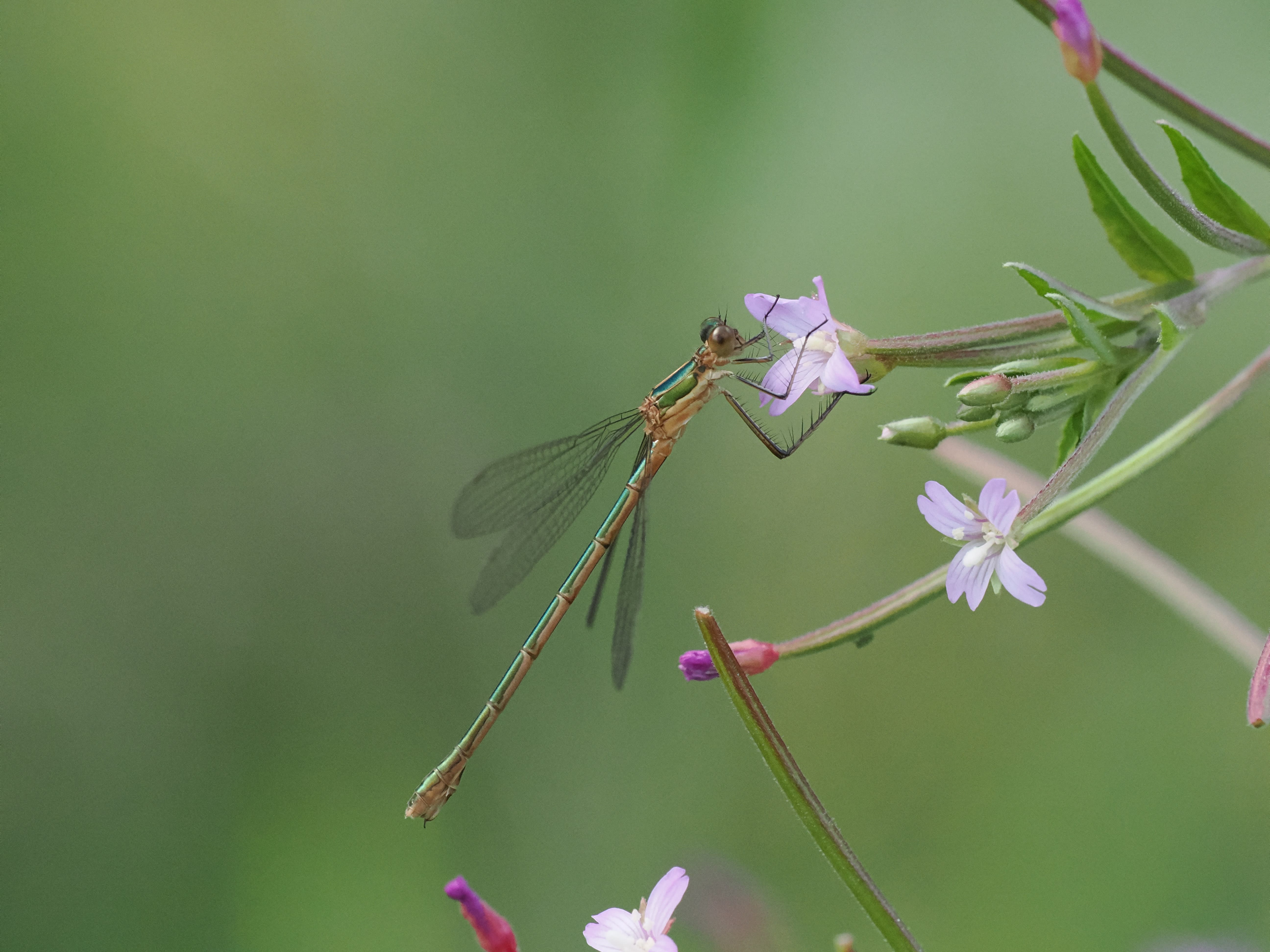 Lestes sponsa — Emerald damselfly, Bärsta, Södermanland, Sweden. 2026.