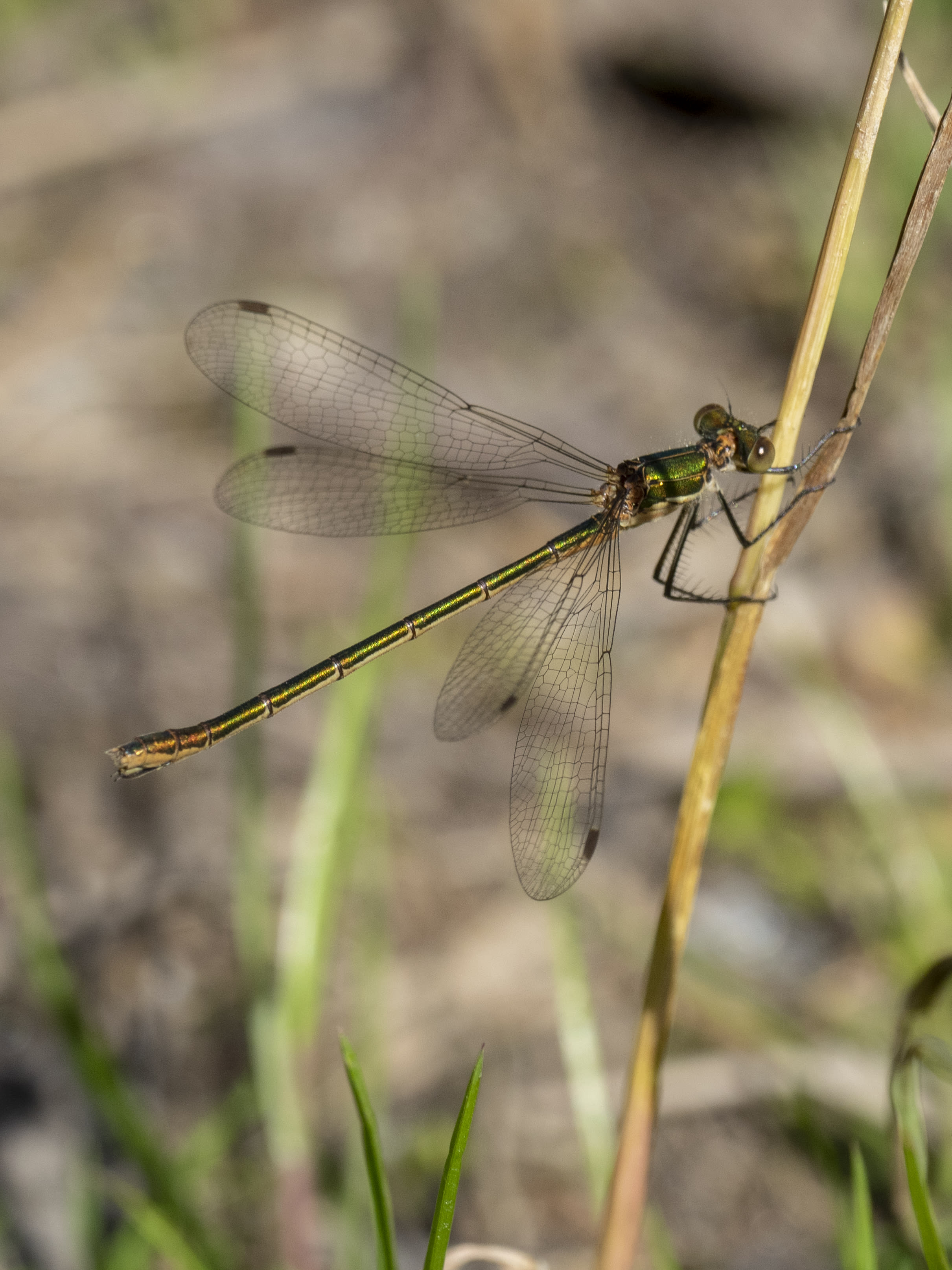 Image from Lestes sponsa album