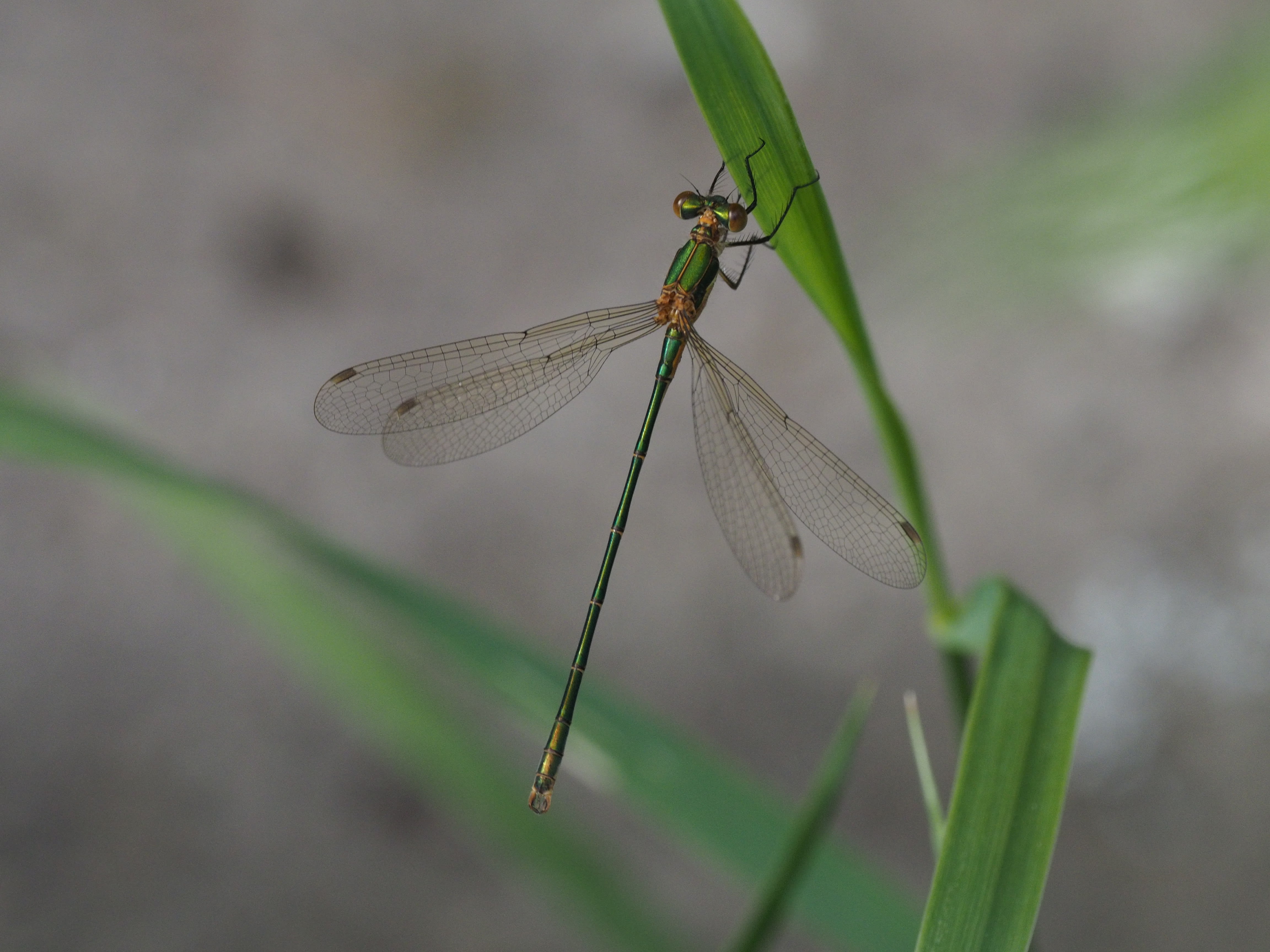 Image from Lestes sponsa album