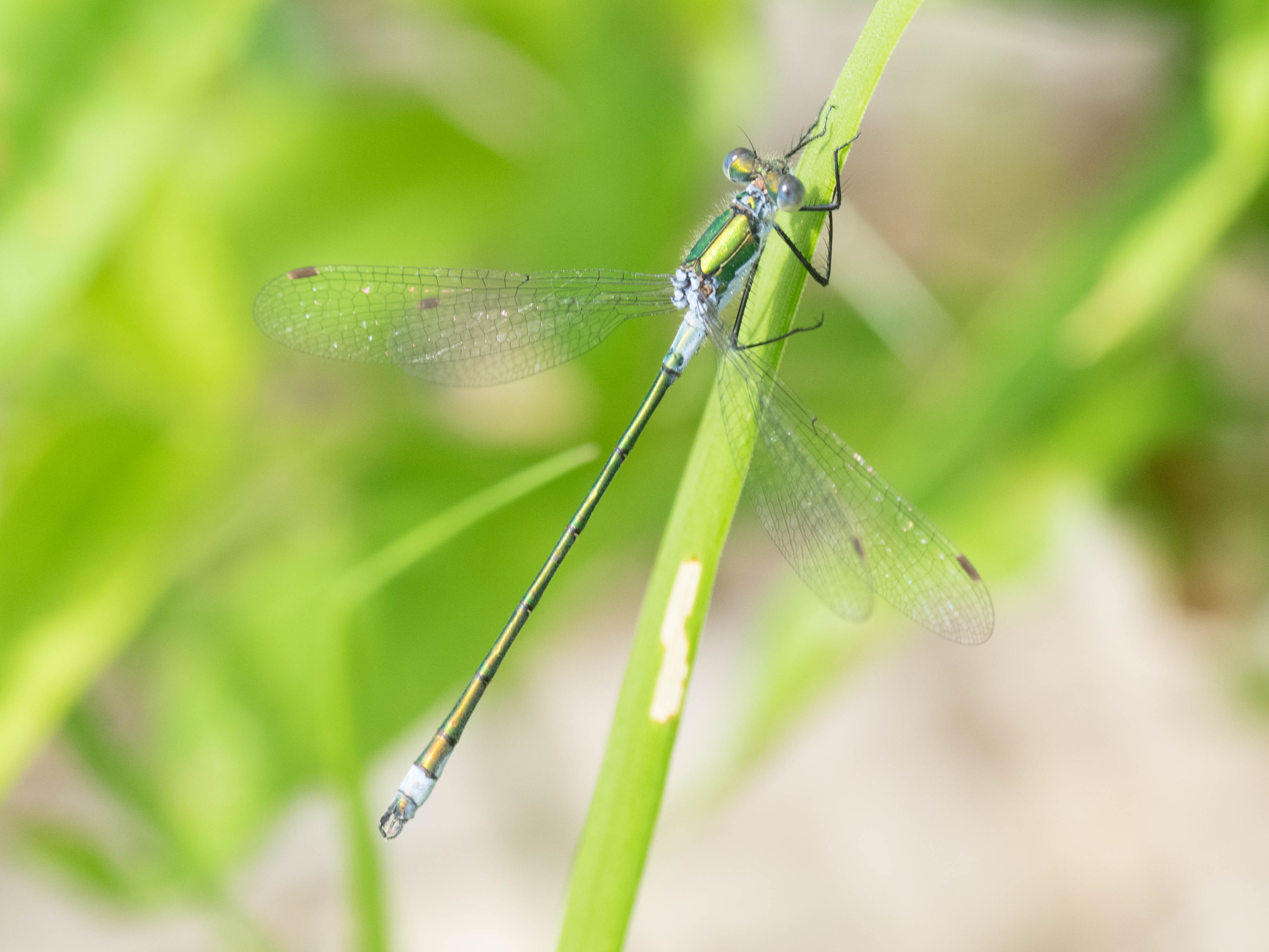 Image from Lestes sponsa album