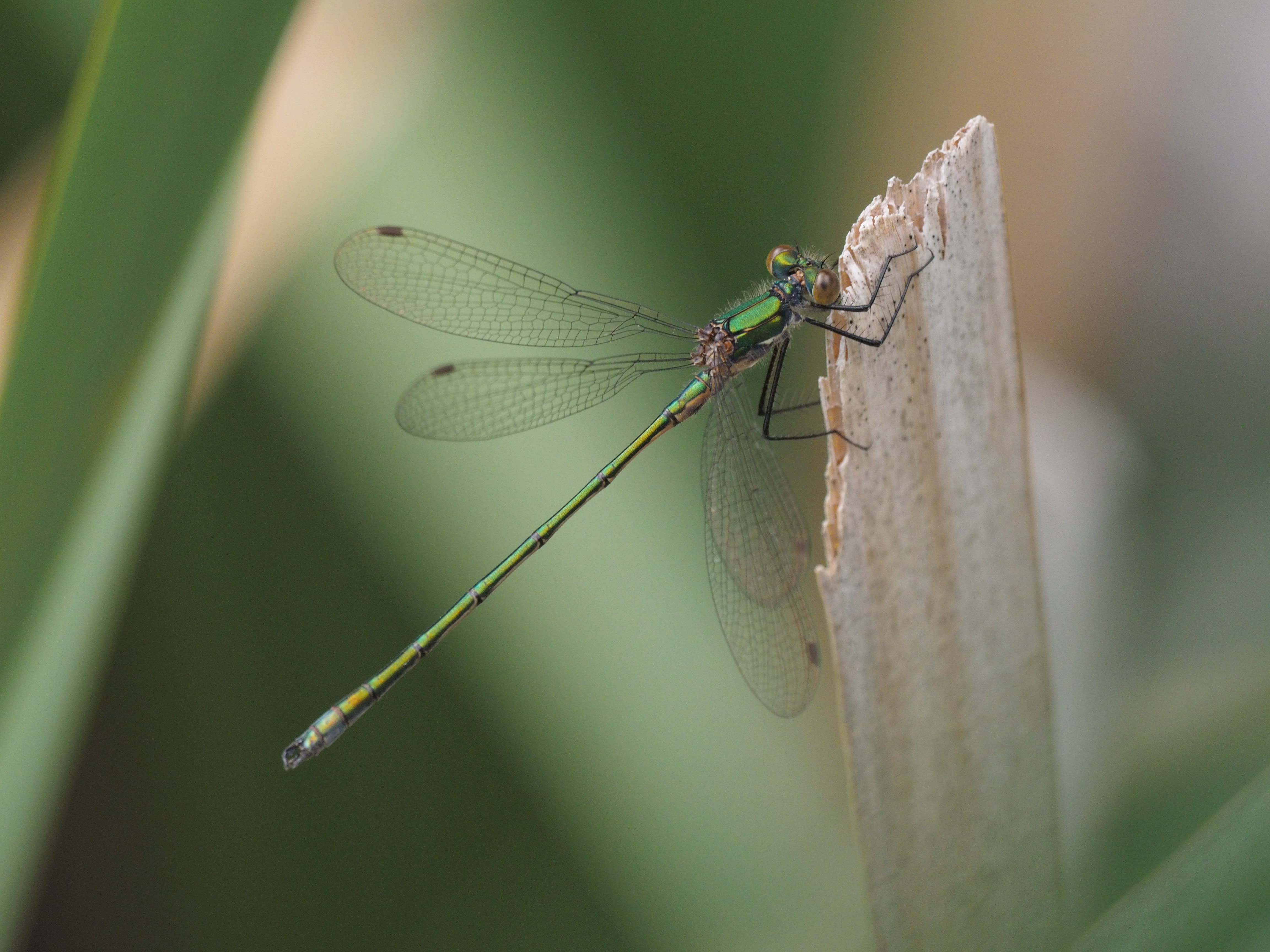 Image from Lestes sponsa album