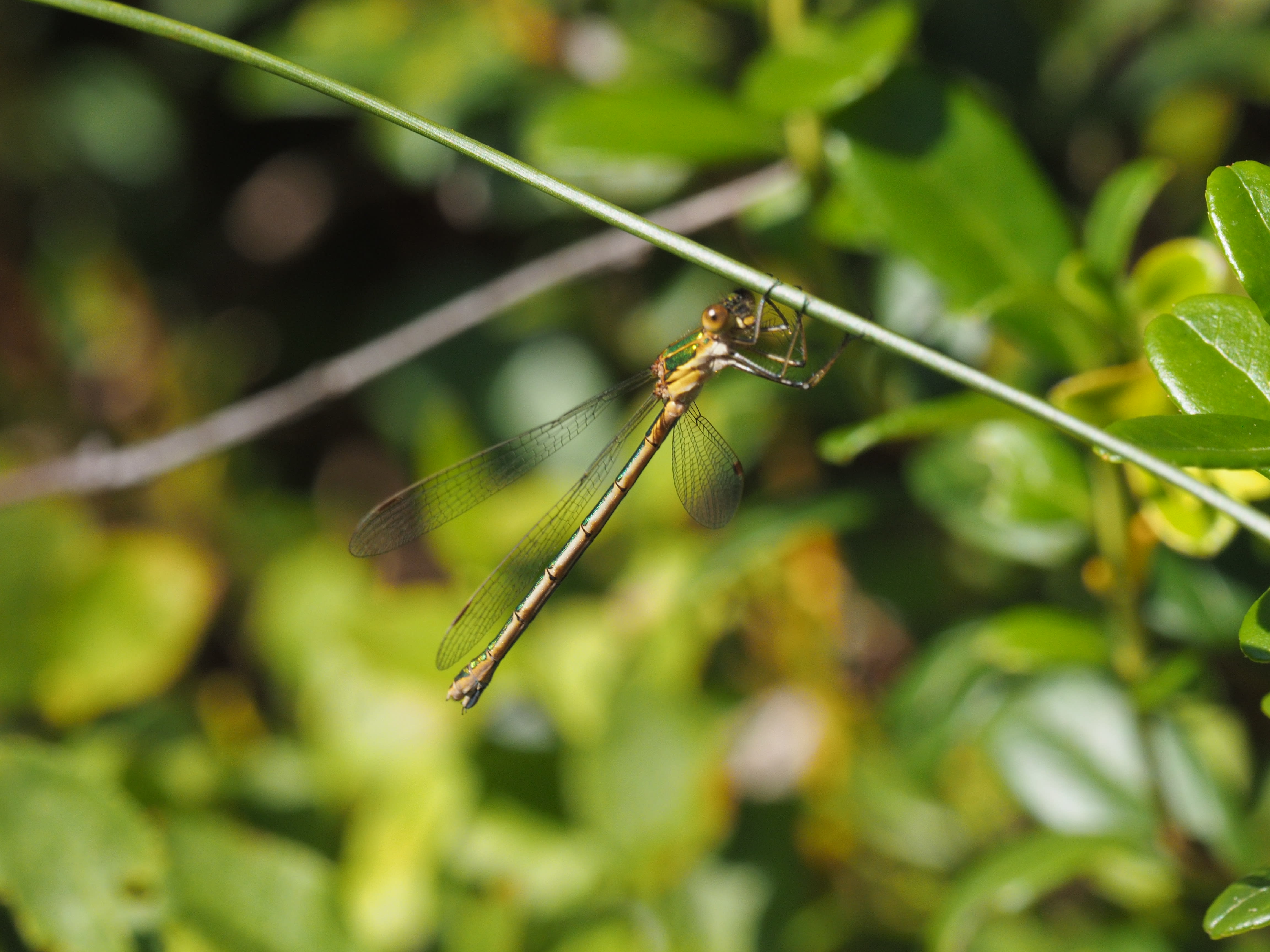 Image from Lestes sponsa album