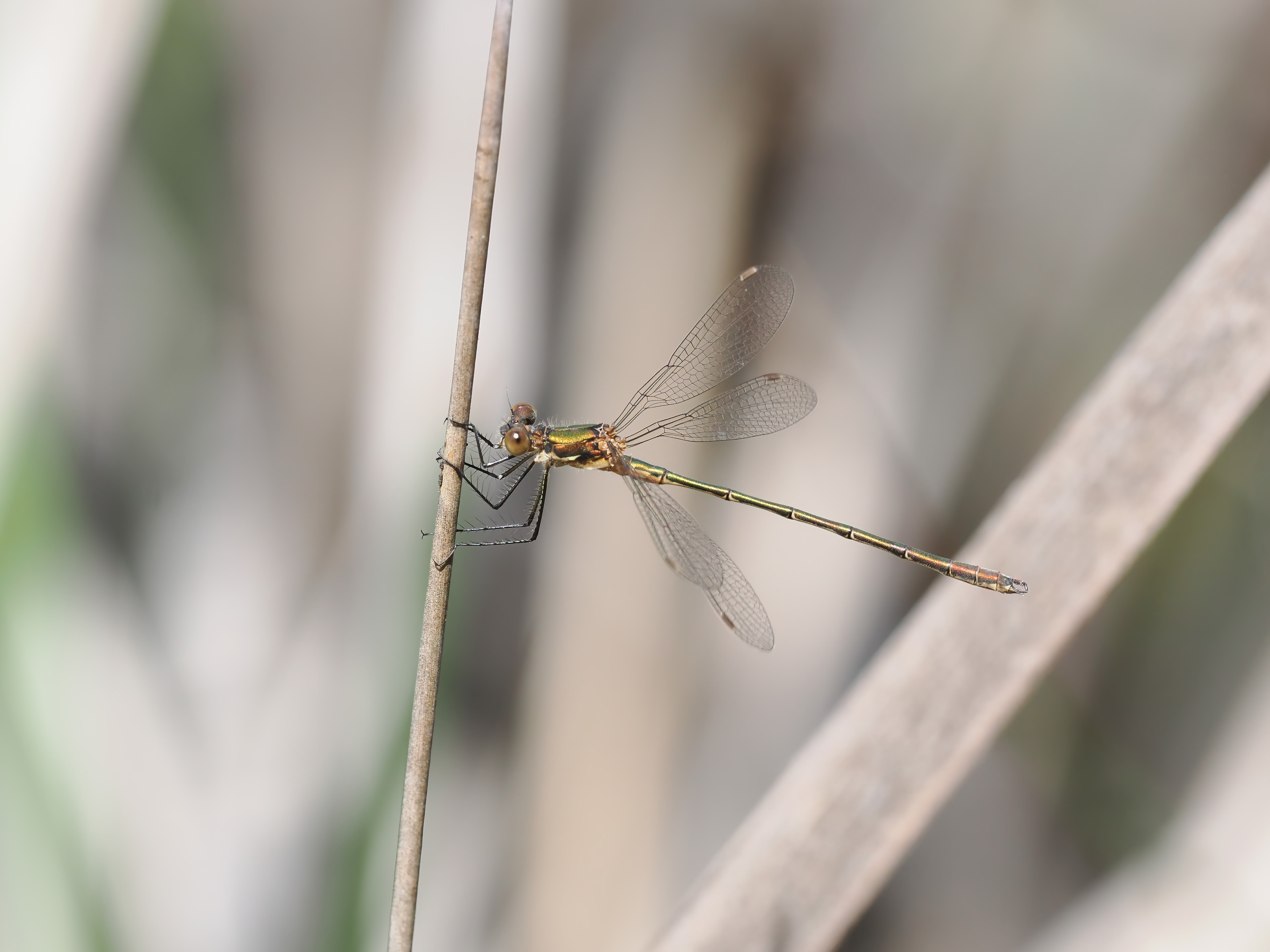 Image from Lestes sponsa album