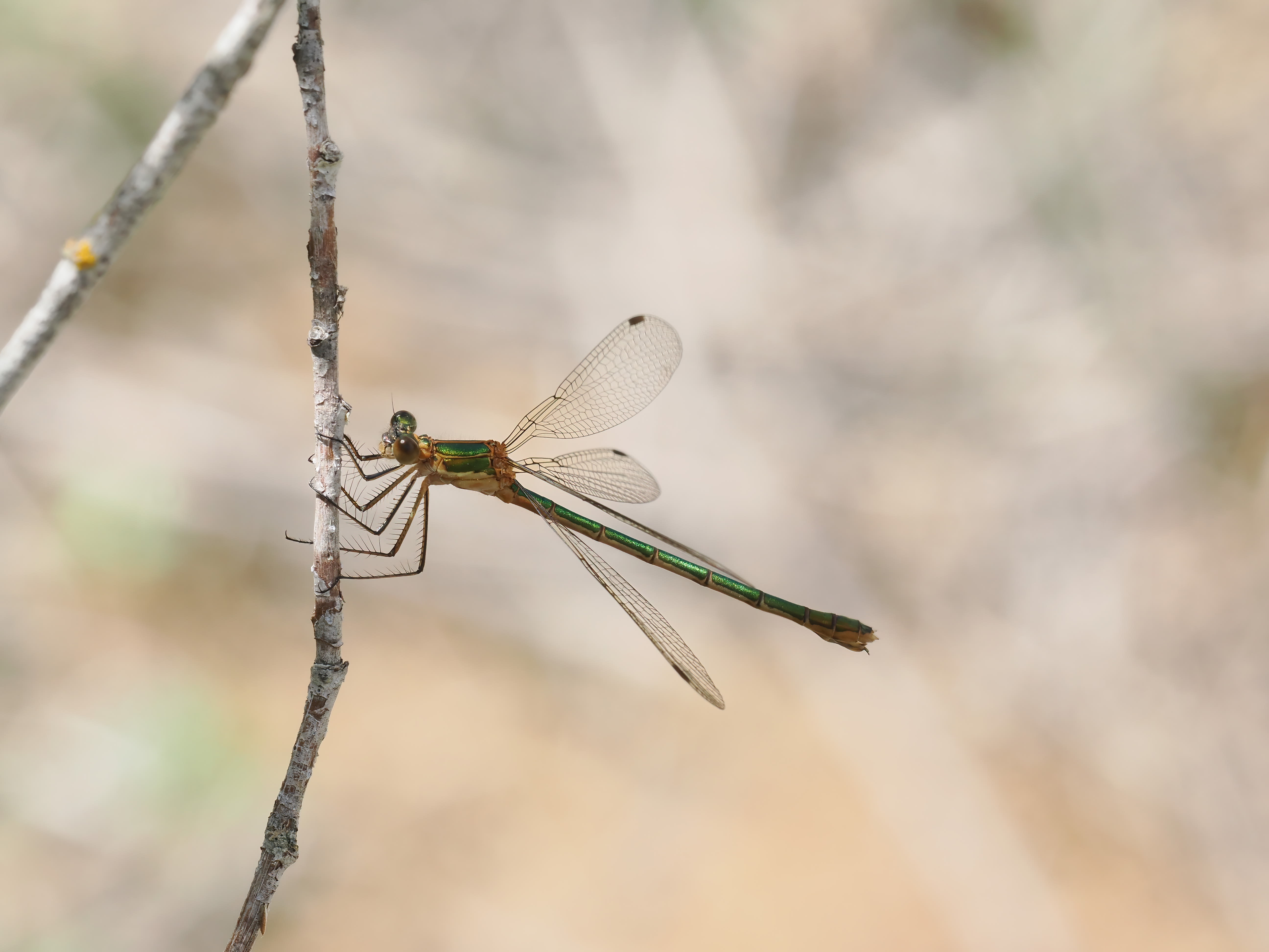 Image from Lestes sponsa album