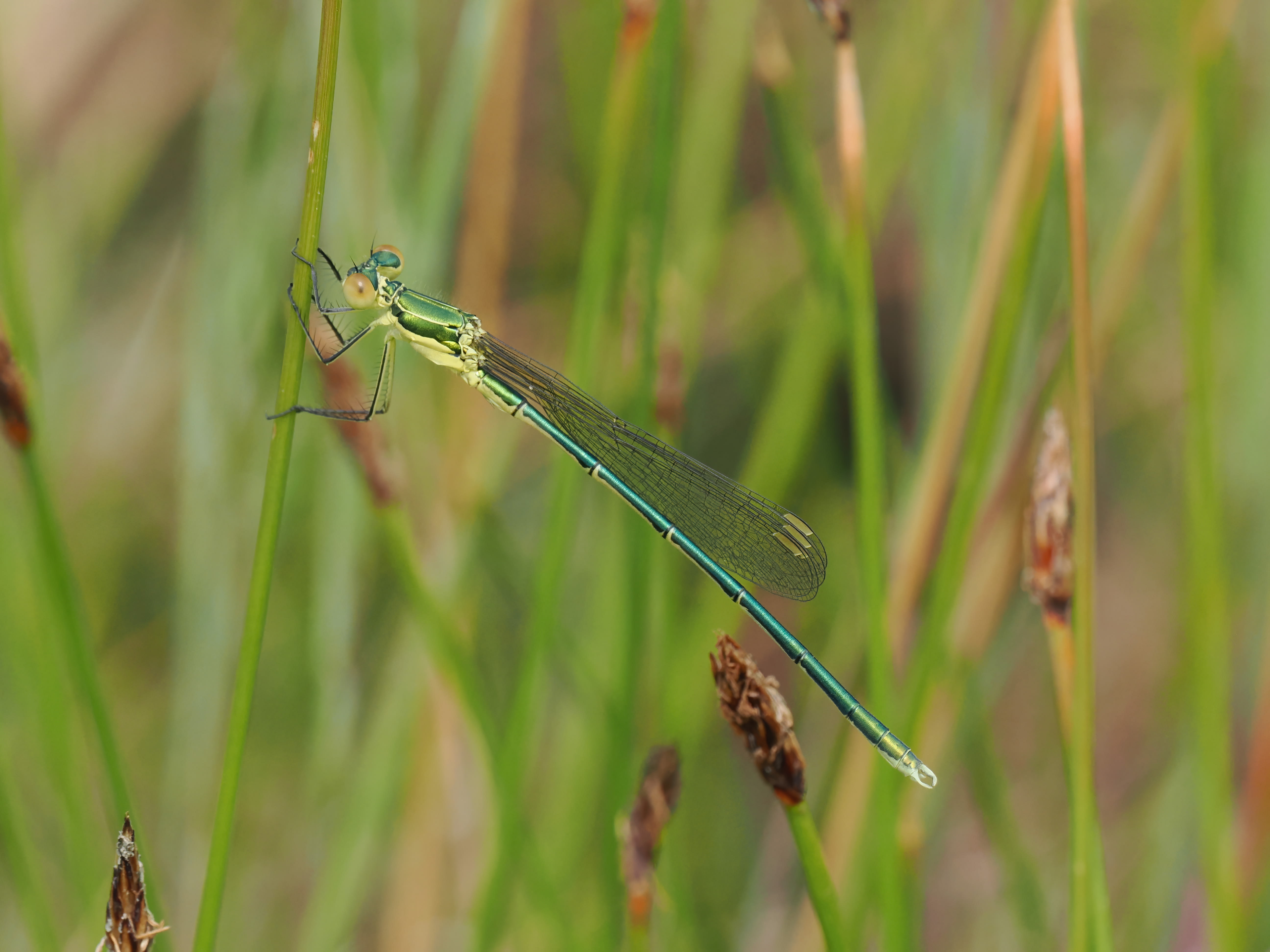 Image from Lestes virens album