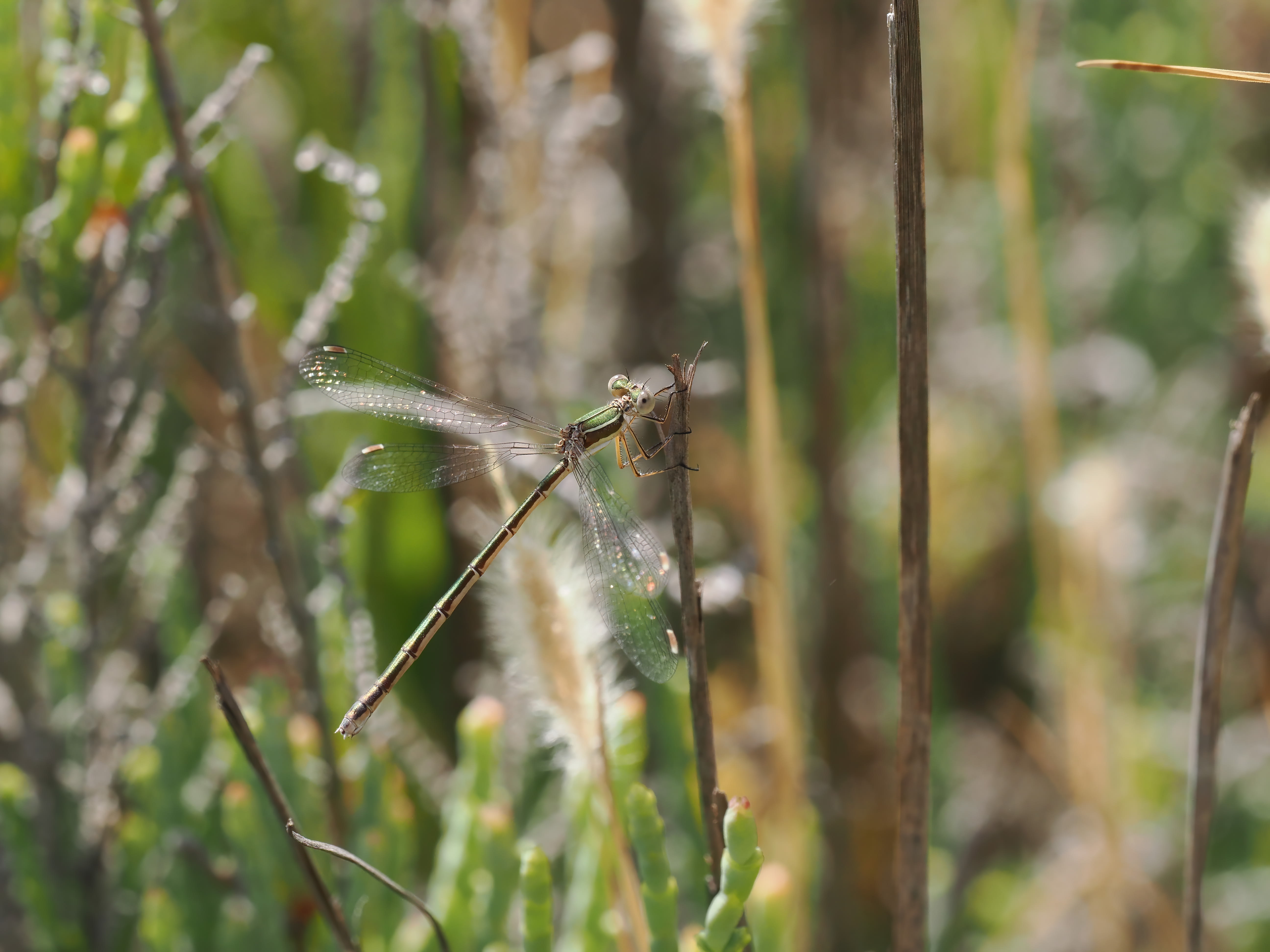 Image from Lestes virens album