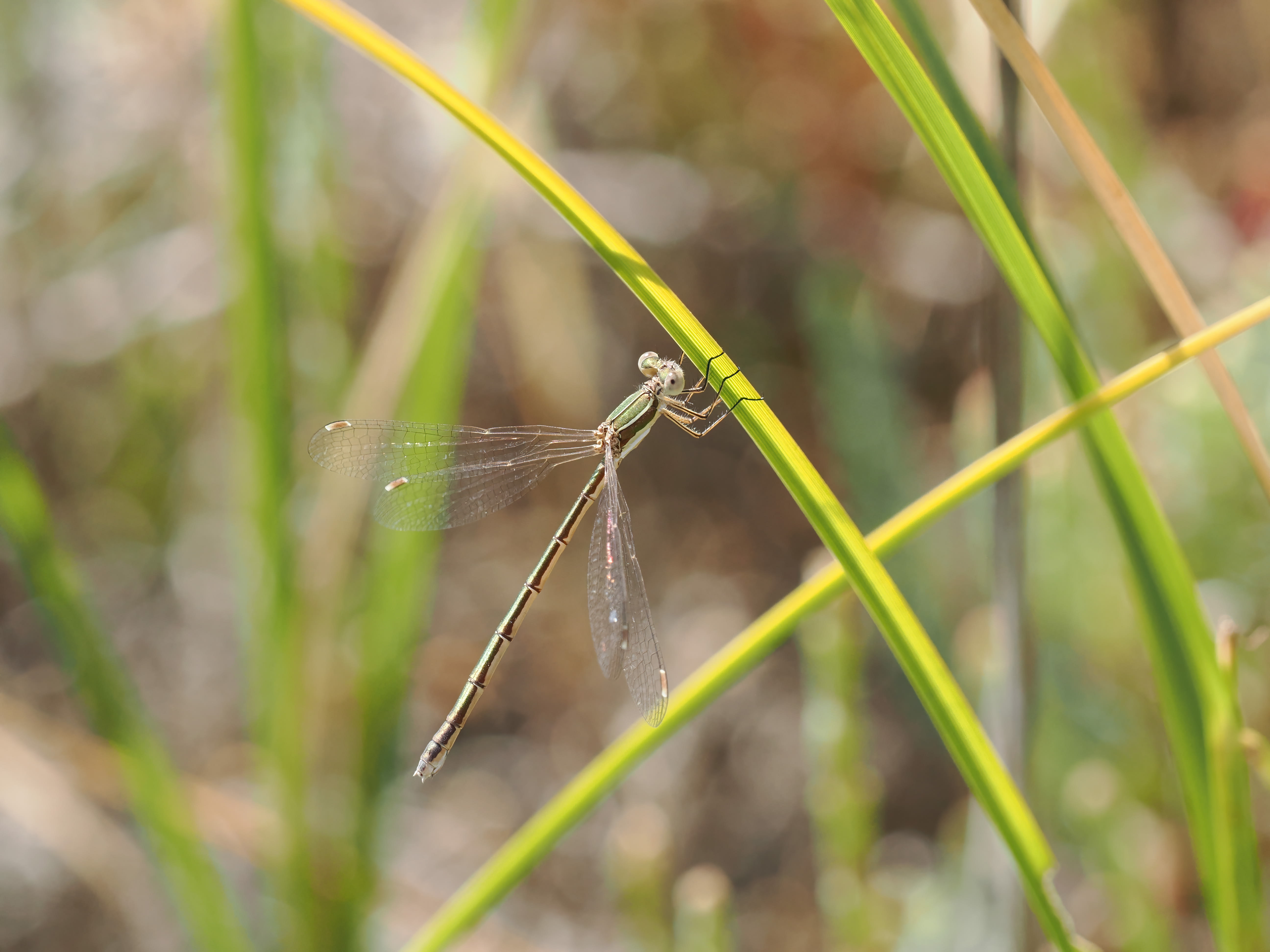 Image from Lestes virens album