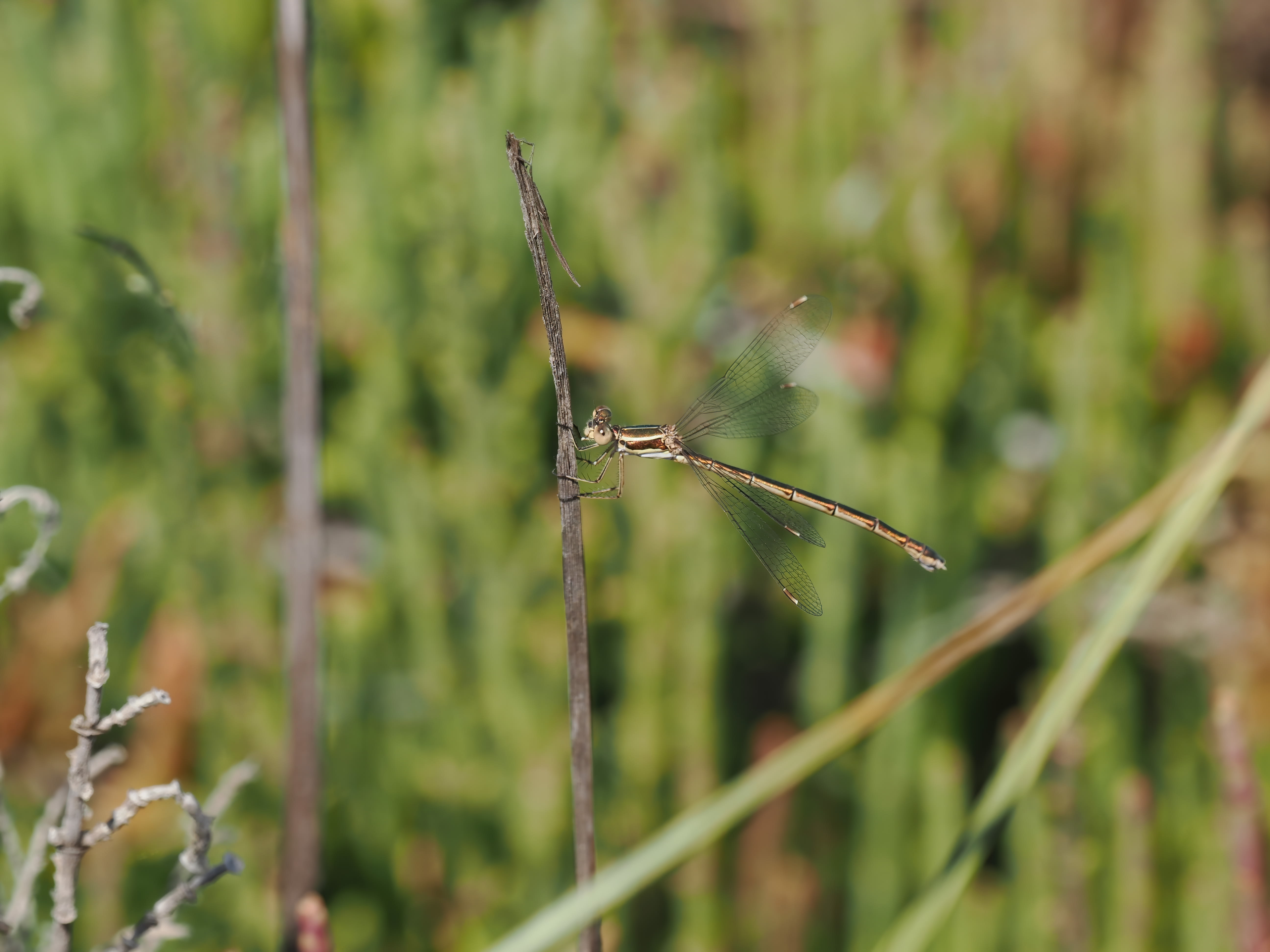 Image from Lestes virens album